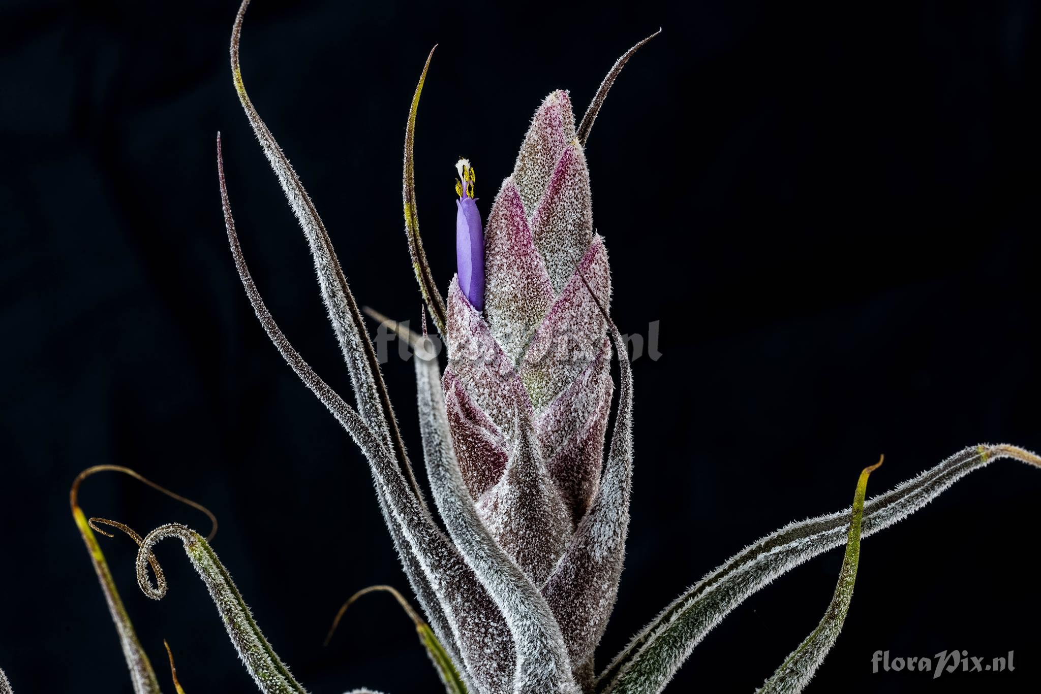 Tillandsia pruinosa