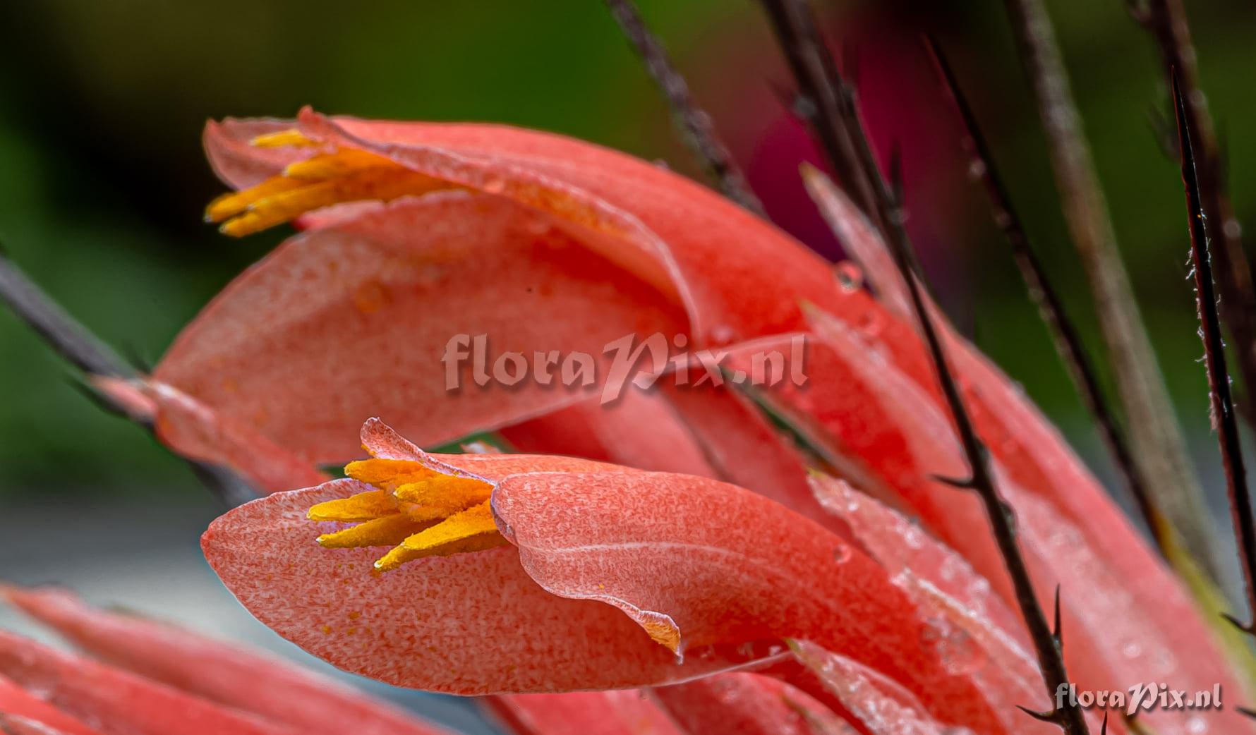 Pitcairnia heterophylla