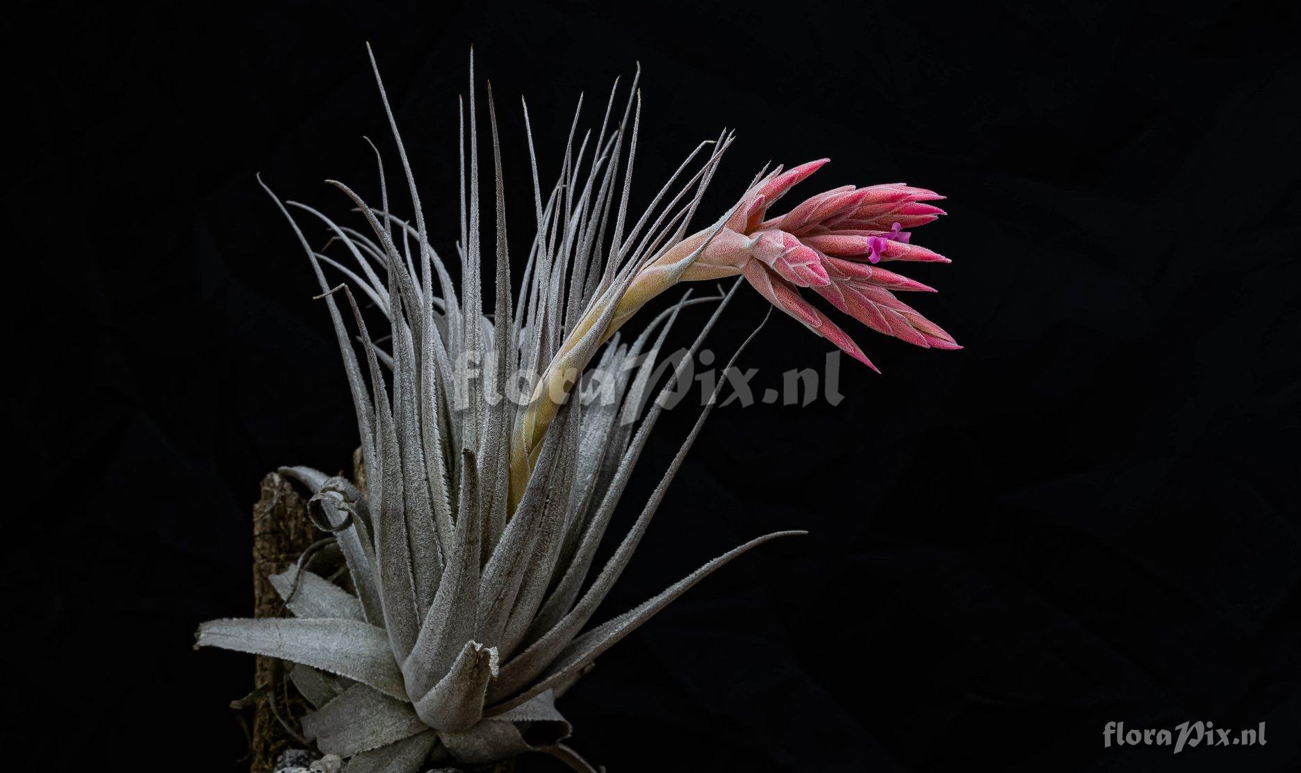 Tillandsia gardneri var. rupicola