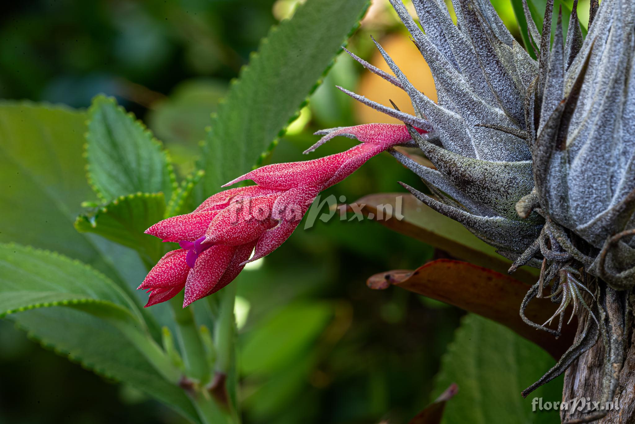 Tillandsia heubergeri