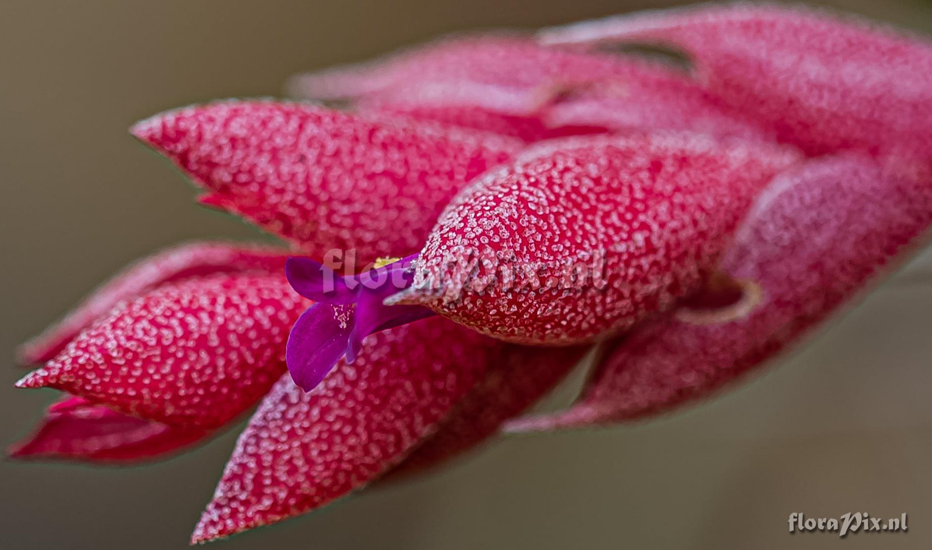 Tillandsia heubergeri