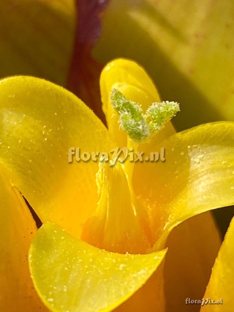 Guzmania sanguinea