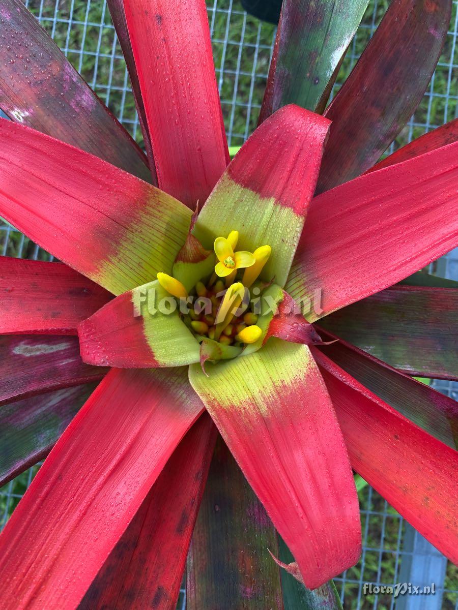 Guzmania sanguinea