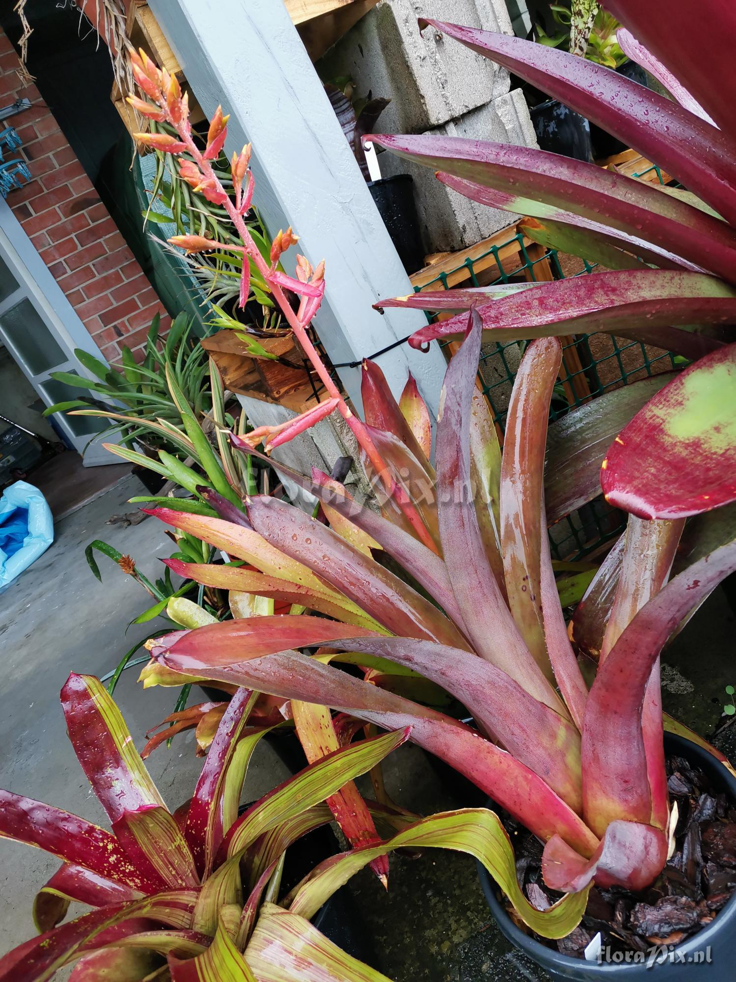 Aechmea mulfordii