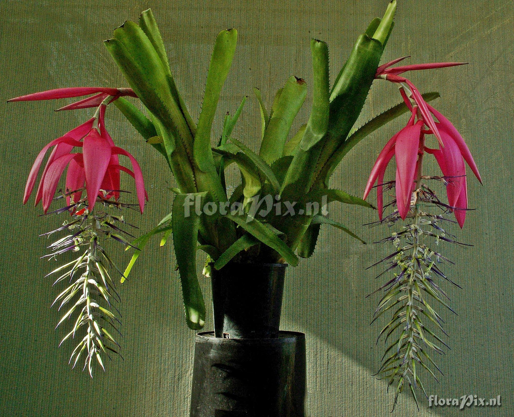 Billbergia alfonsijoannis