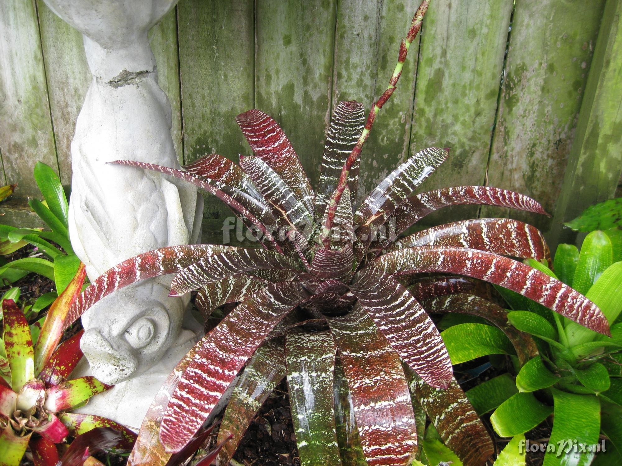 Vriesea fosteriana