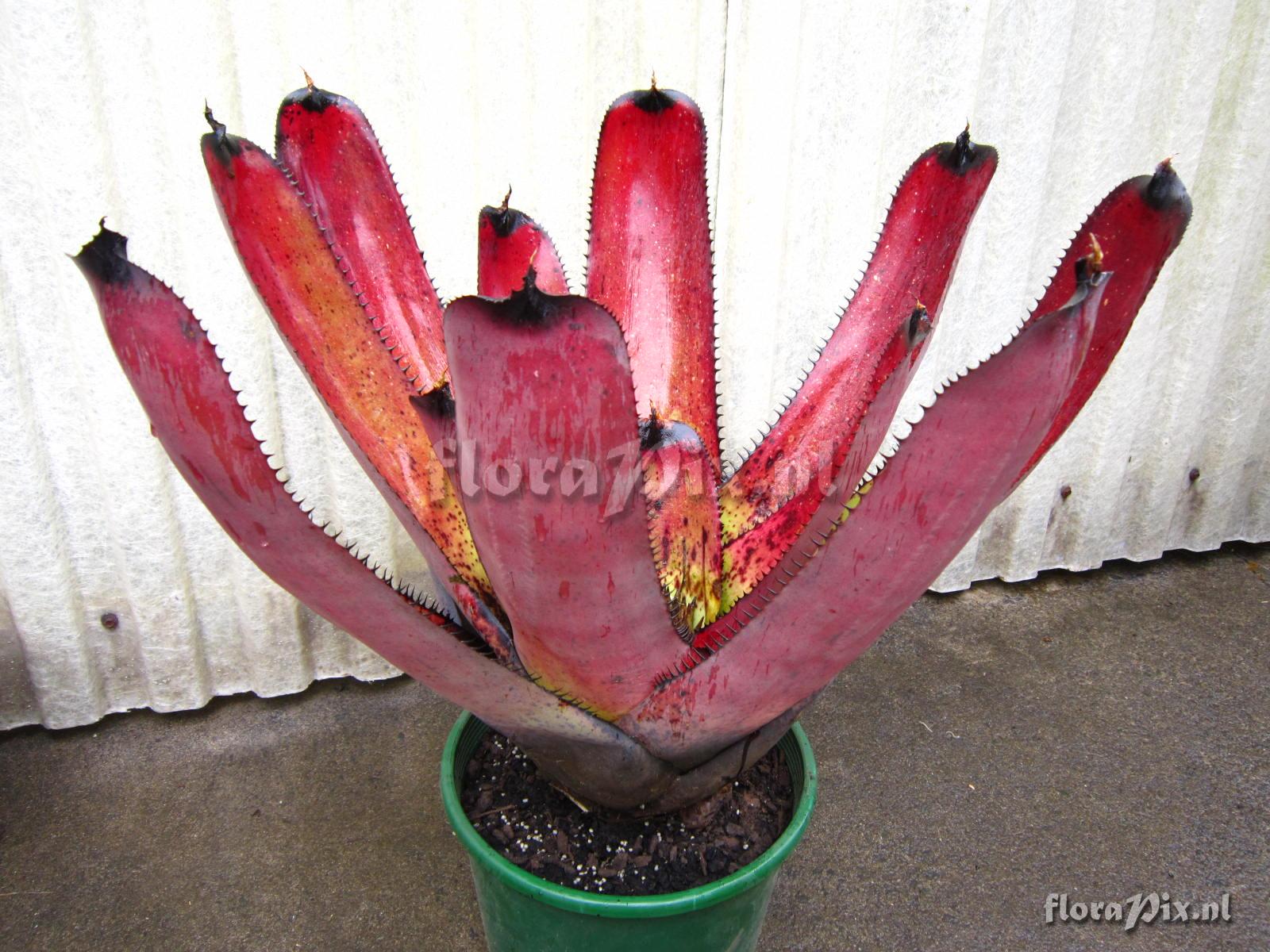 Neoregelia carcharodon var. atroviolacea