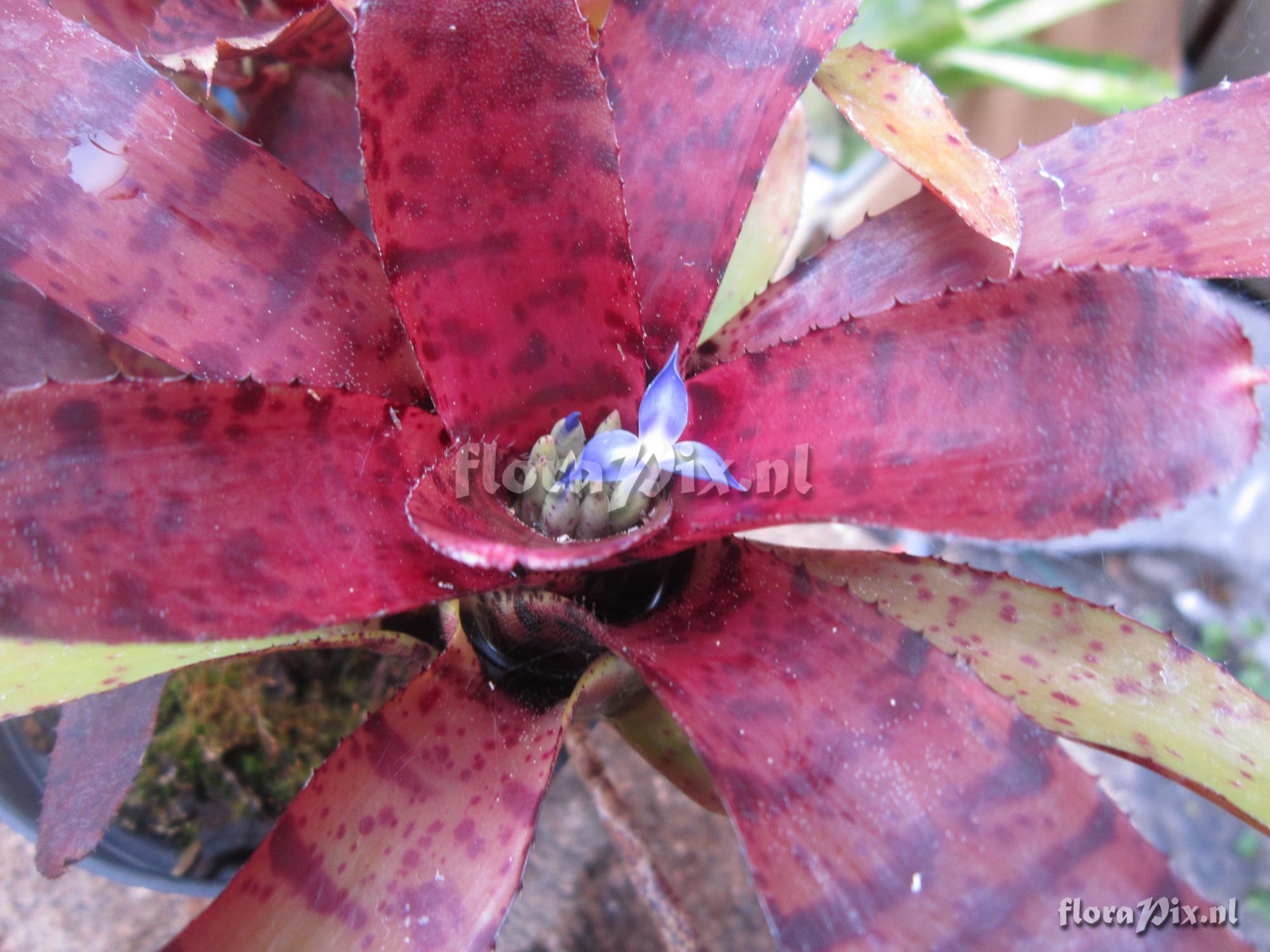 Neoregelia ampullacea