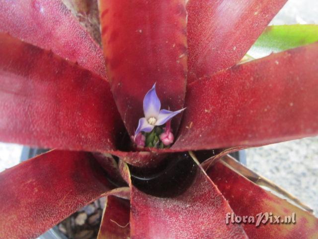 Neoregelia rubrifolia