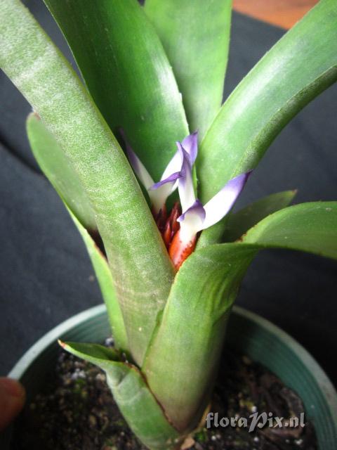 Neoregelia zaslawskyi