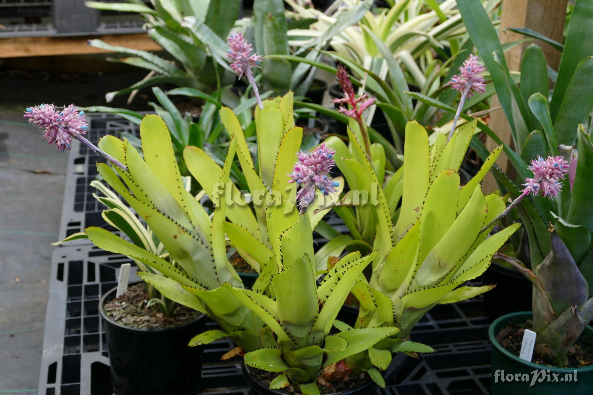 Aechmea caesia