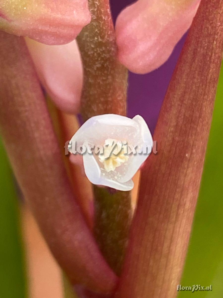 Lymania azurea