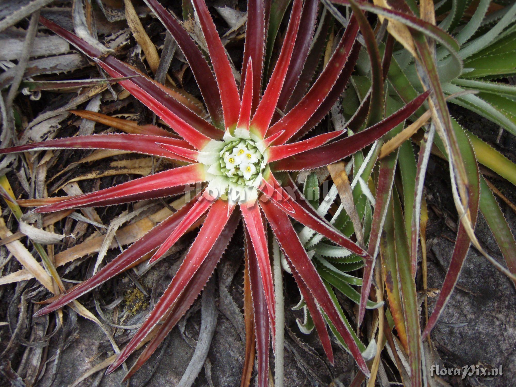 Sincoraea albopicta