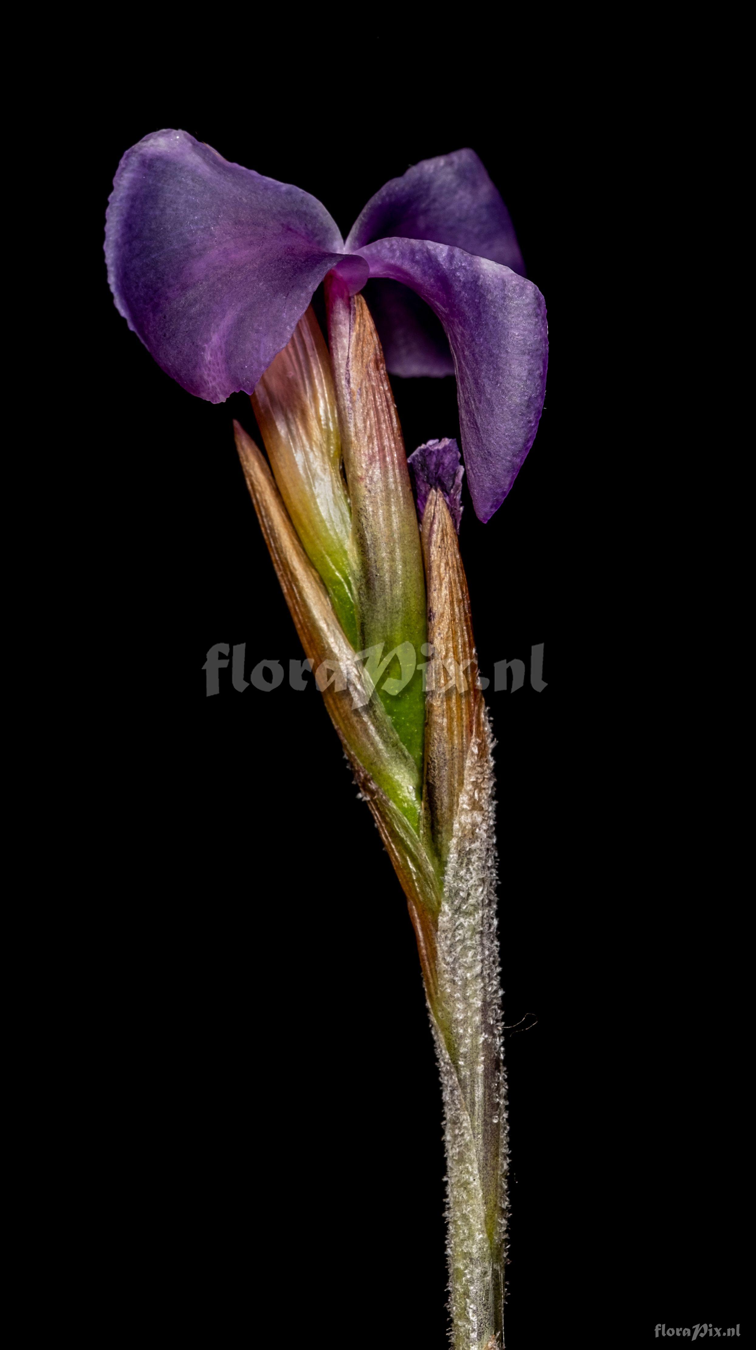 Tillandsia santiagoensis