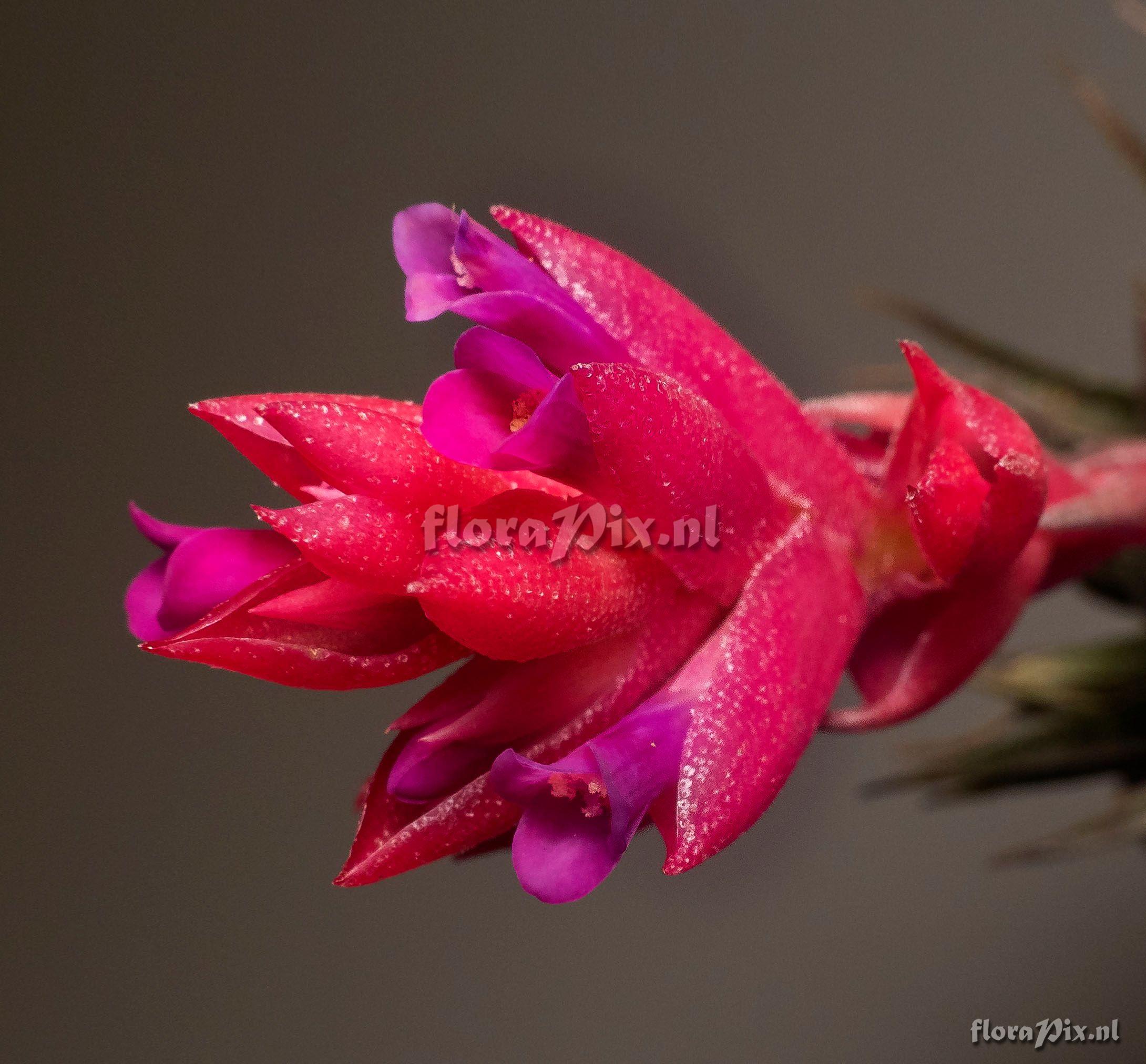 Tillandsia kautskyi