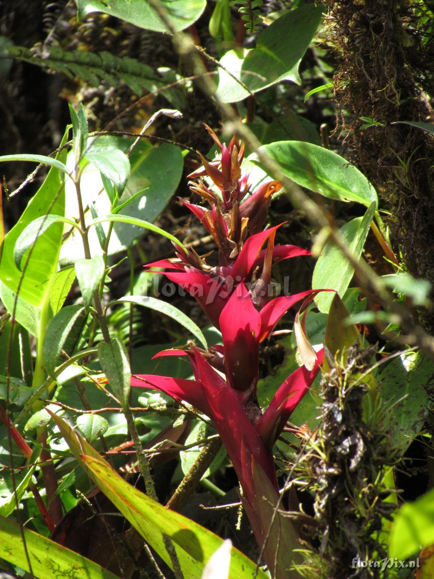 Mezobromelia verecunda