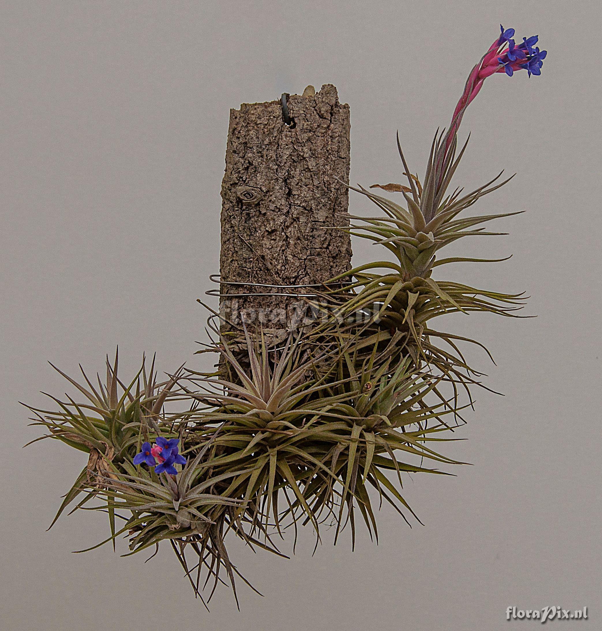 Tillandsia aeranthos