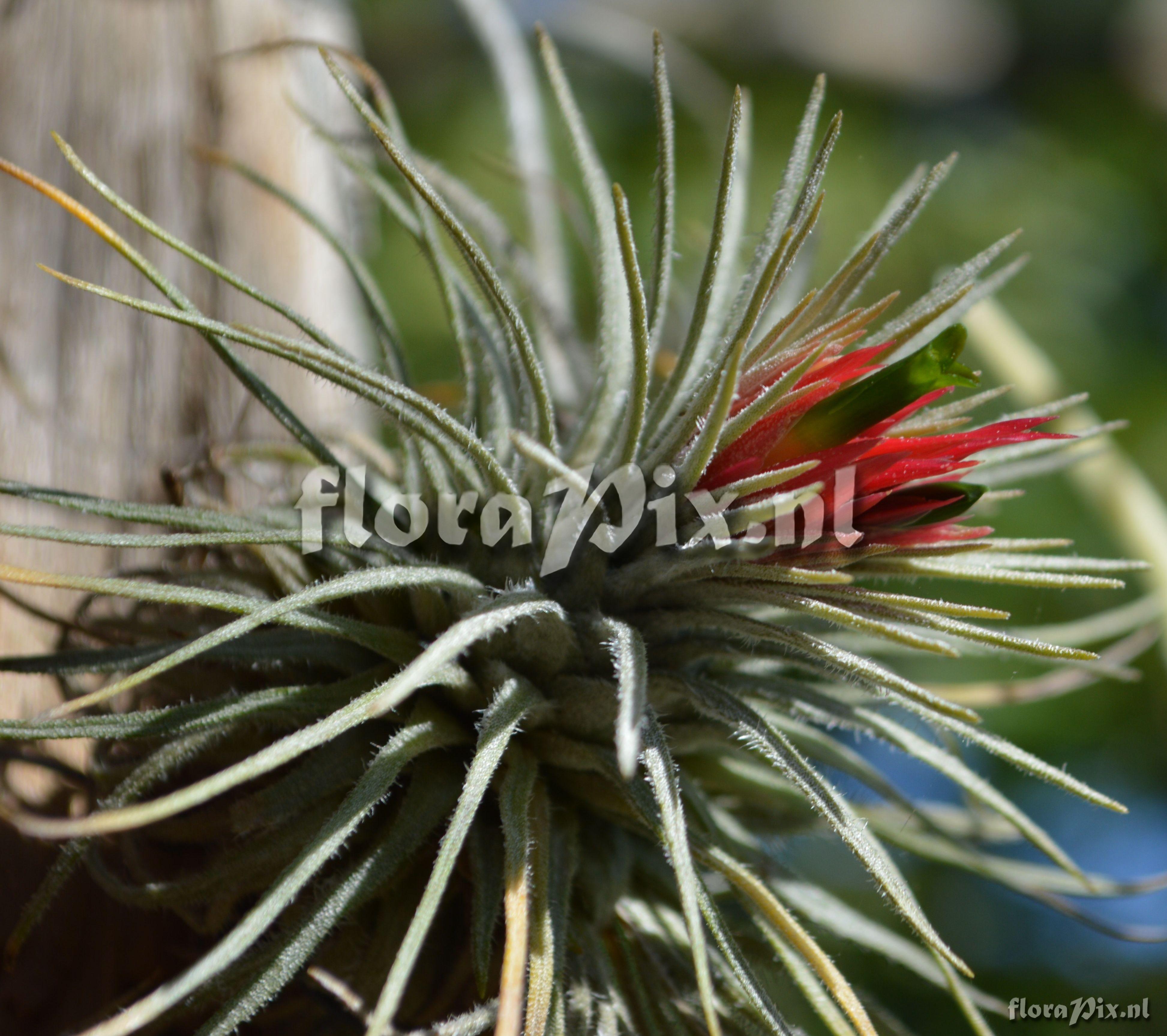 Tillandsia atroviridipetala