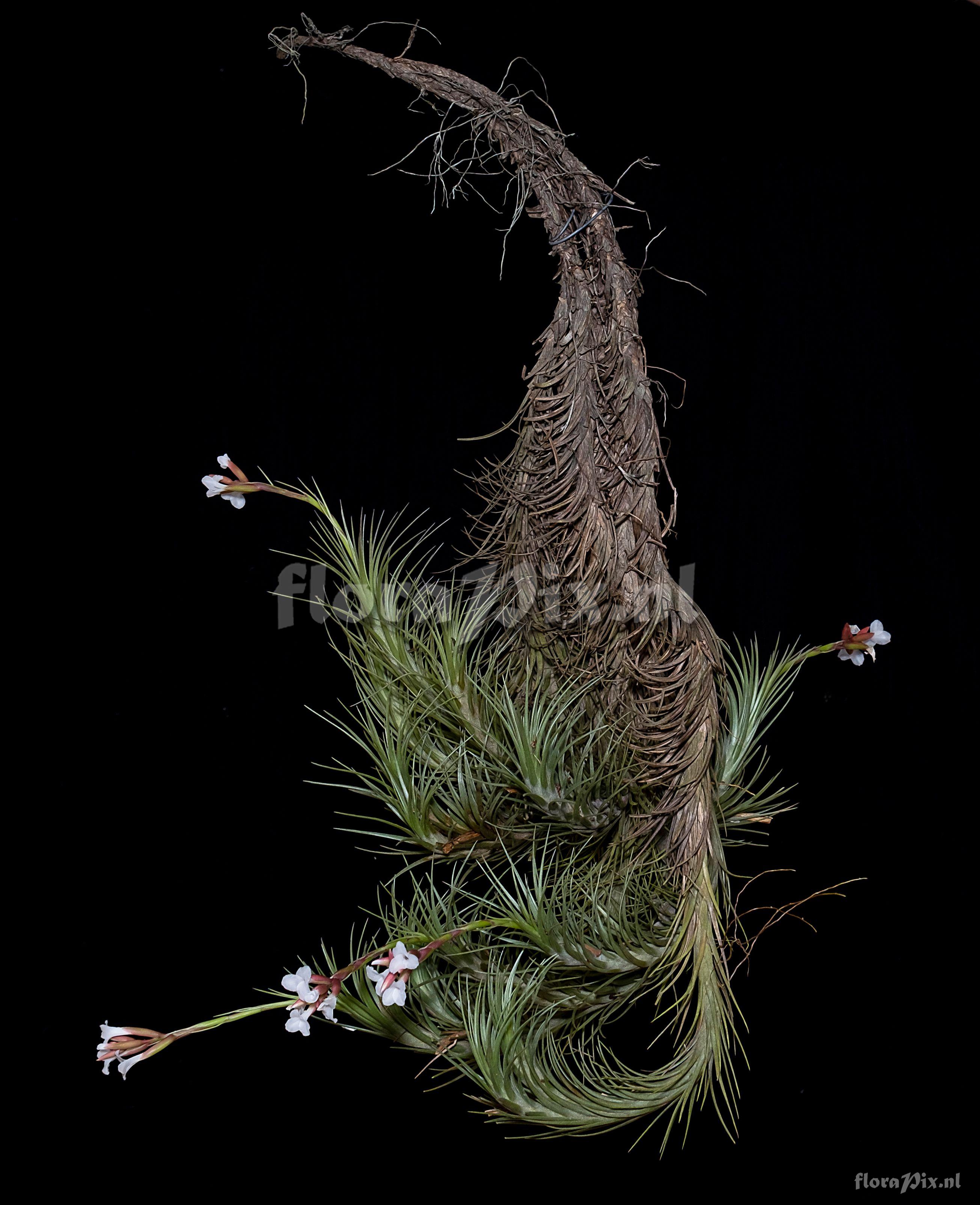 Tillandsia araujei