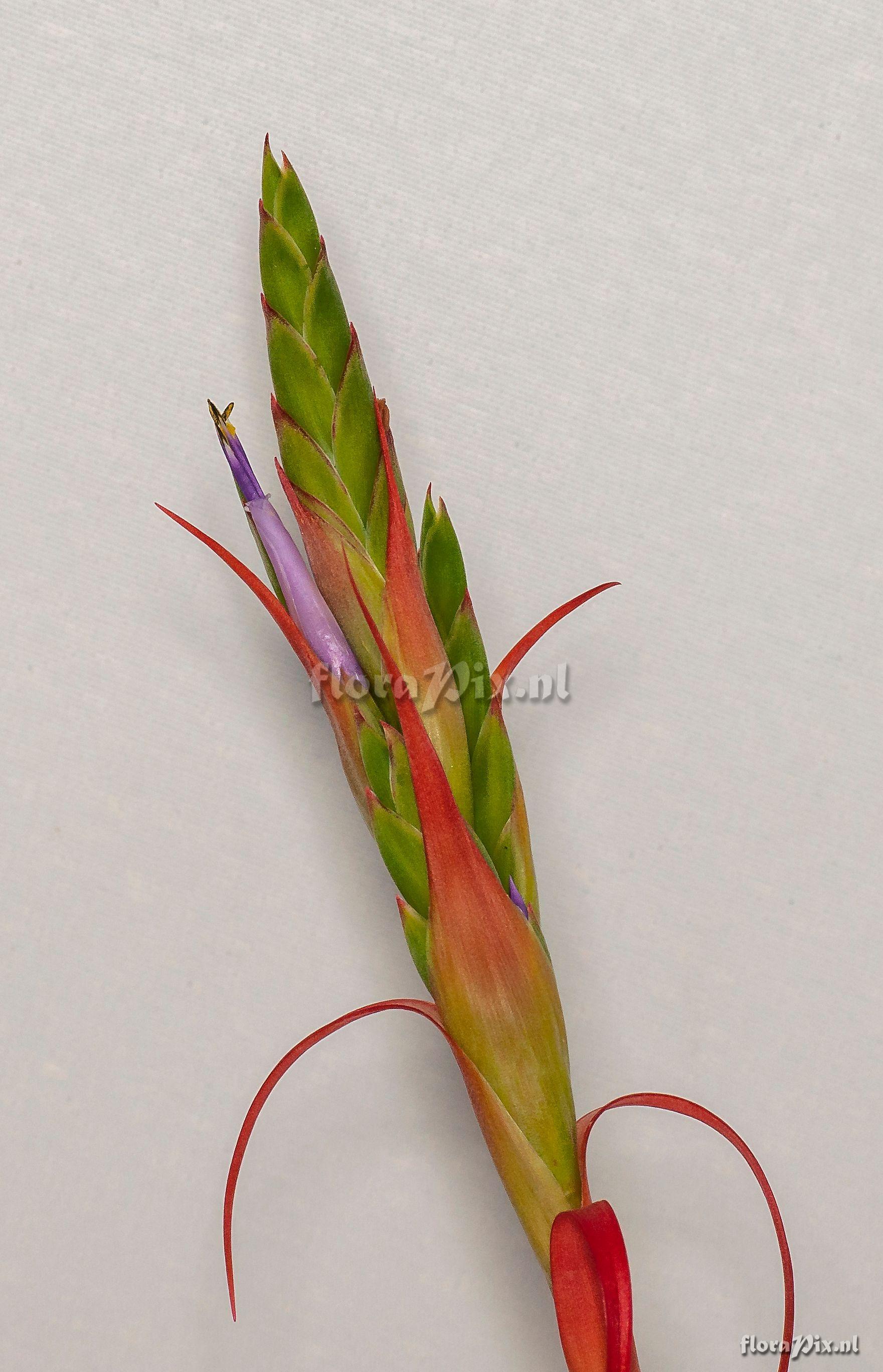 Tillandsia belloensis