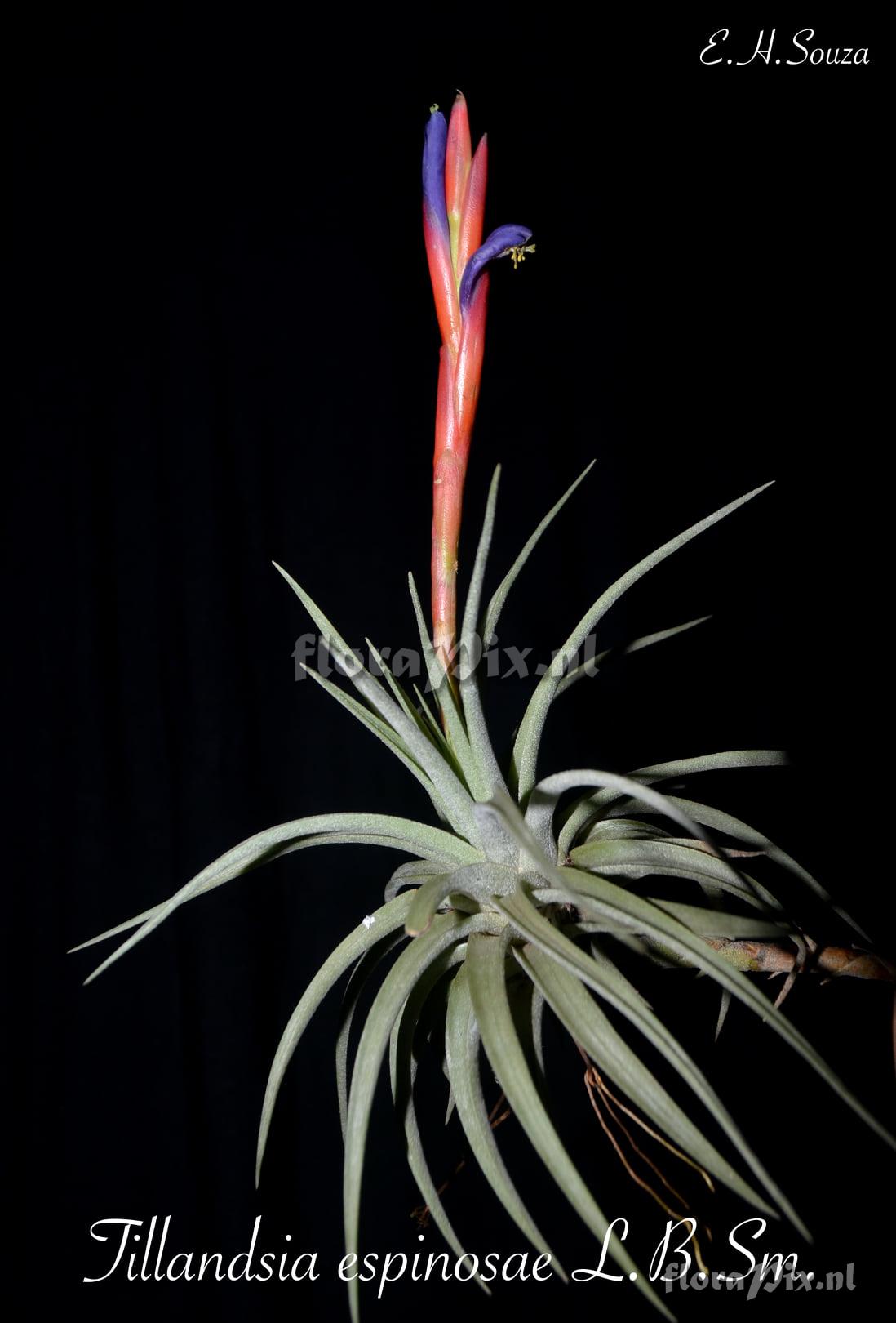 Tillandsia espinosae