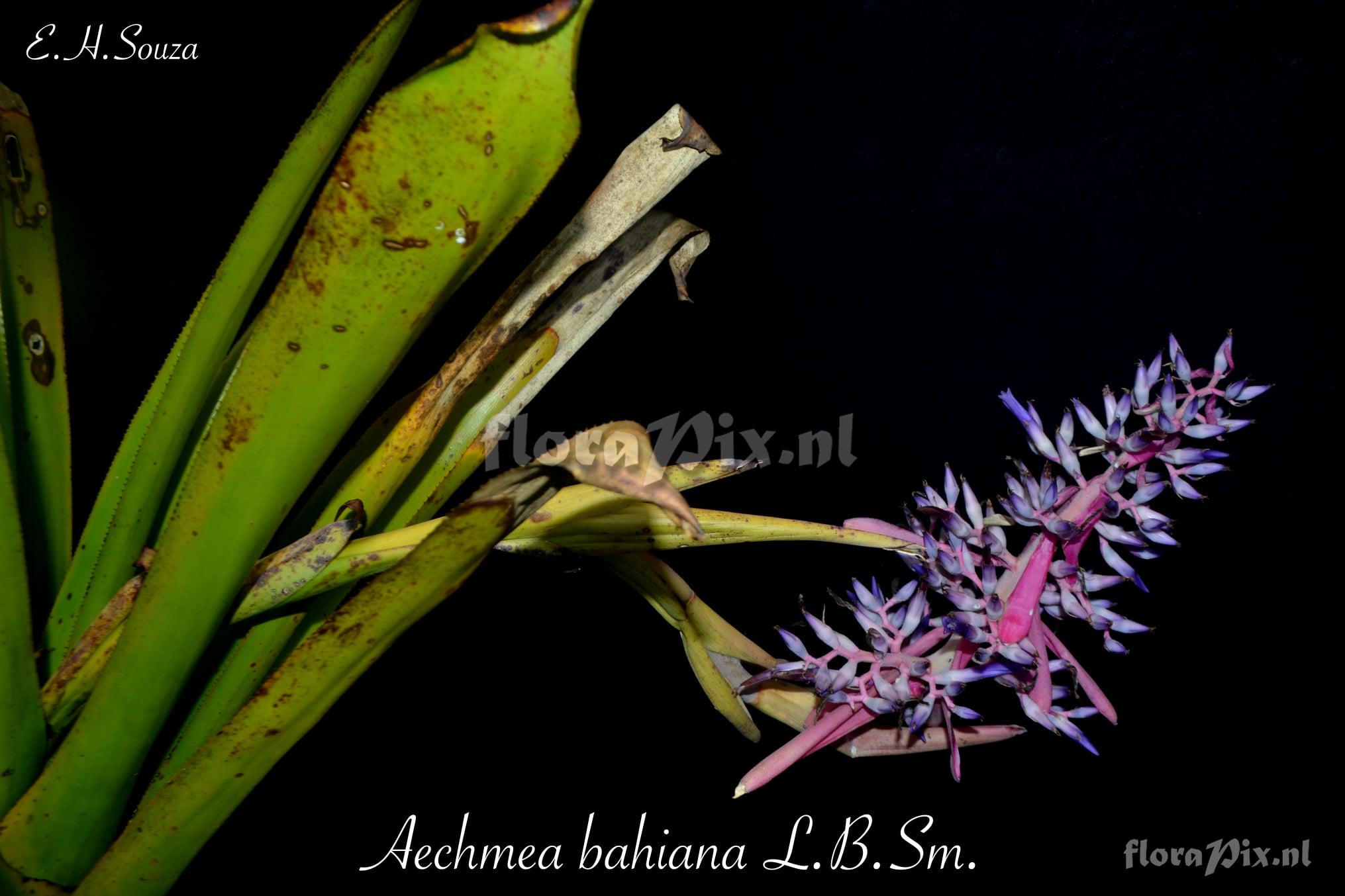 Aechmea bahiana