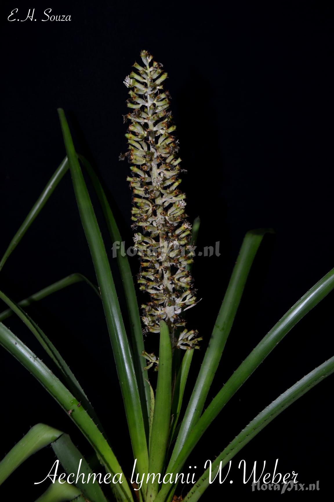 Aechmea lymanii