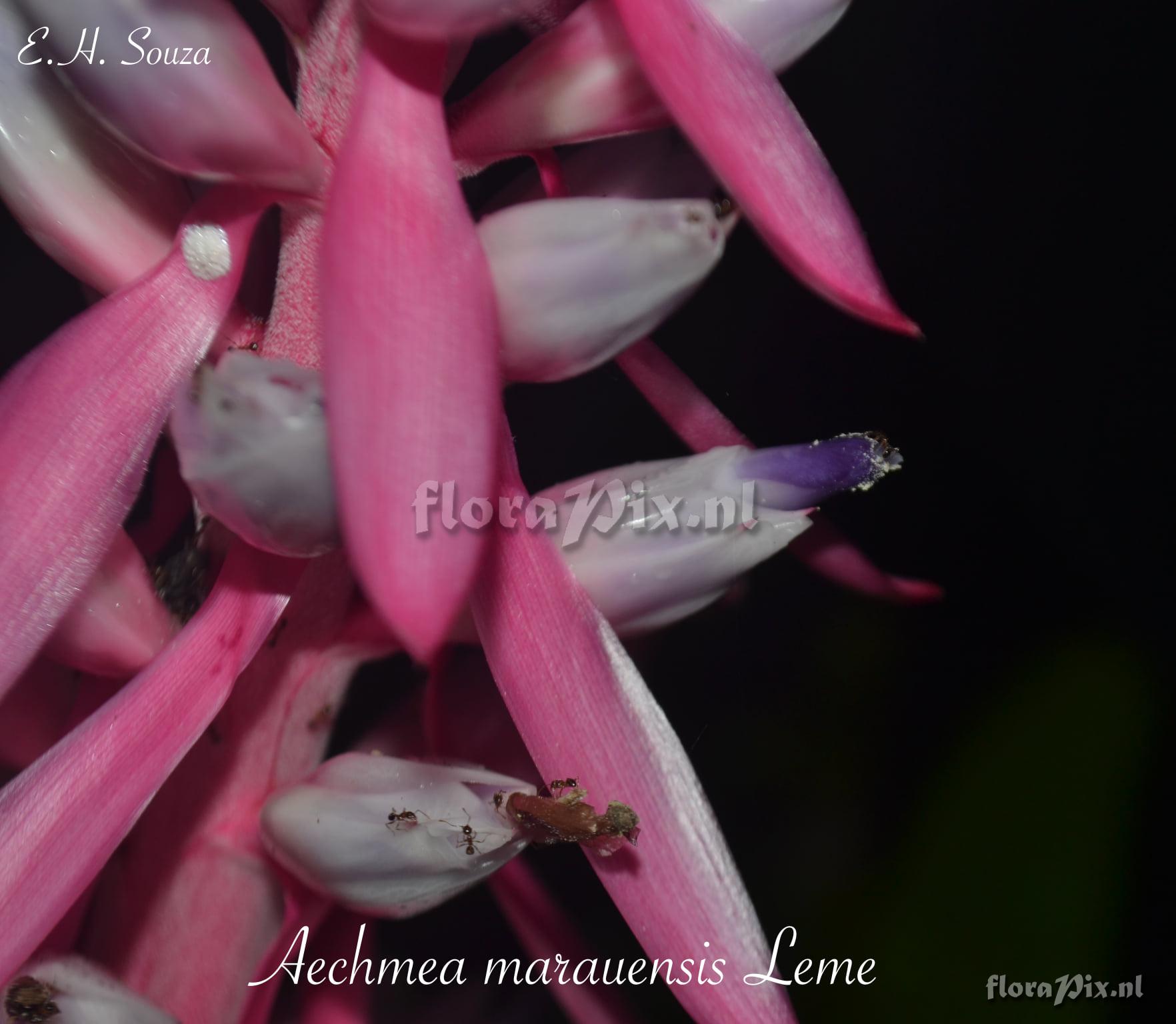 Aechmea marauensis