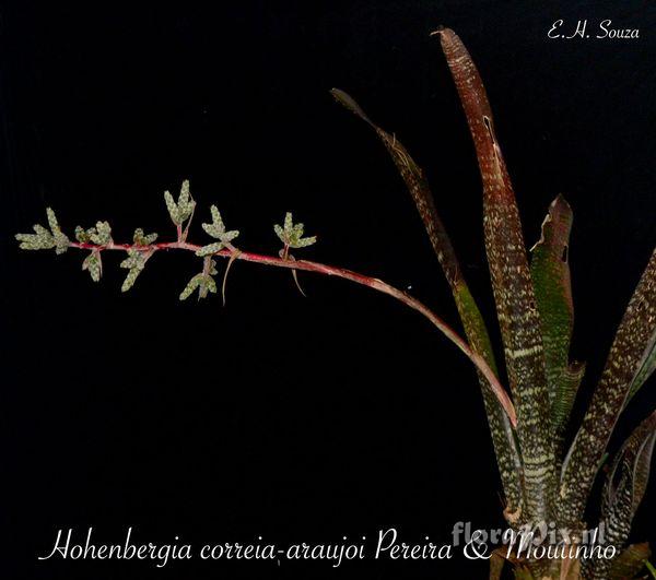 Hohenbergia correiaaraujoi