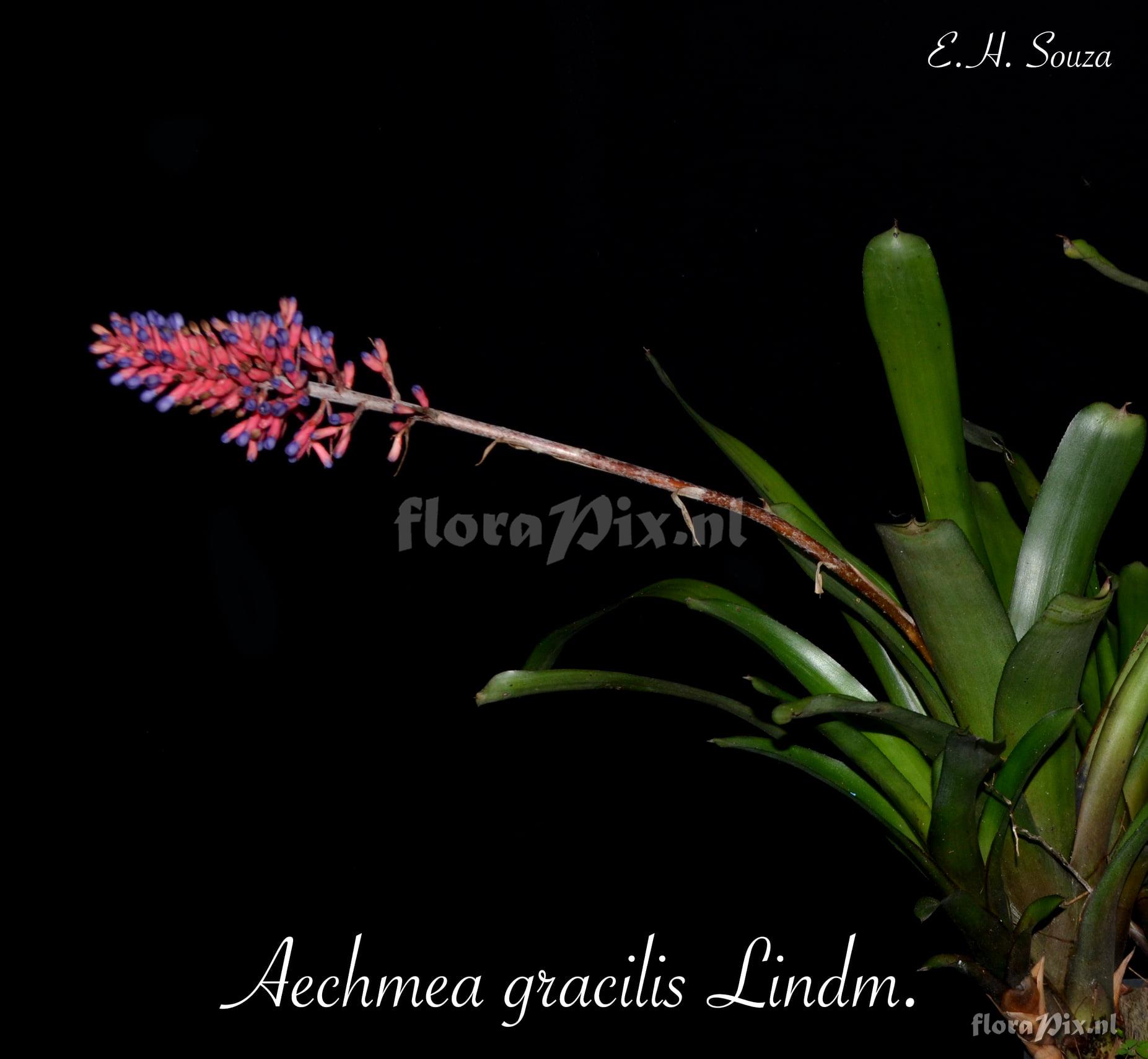 Aechmea gracilis