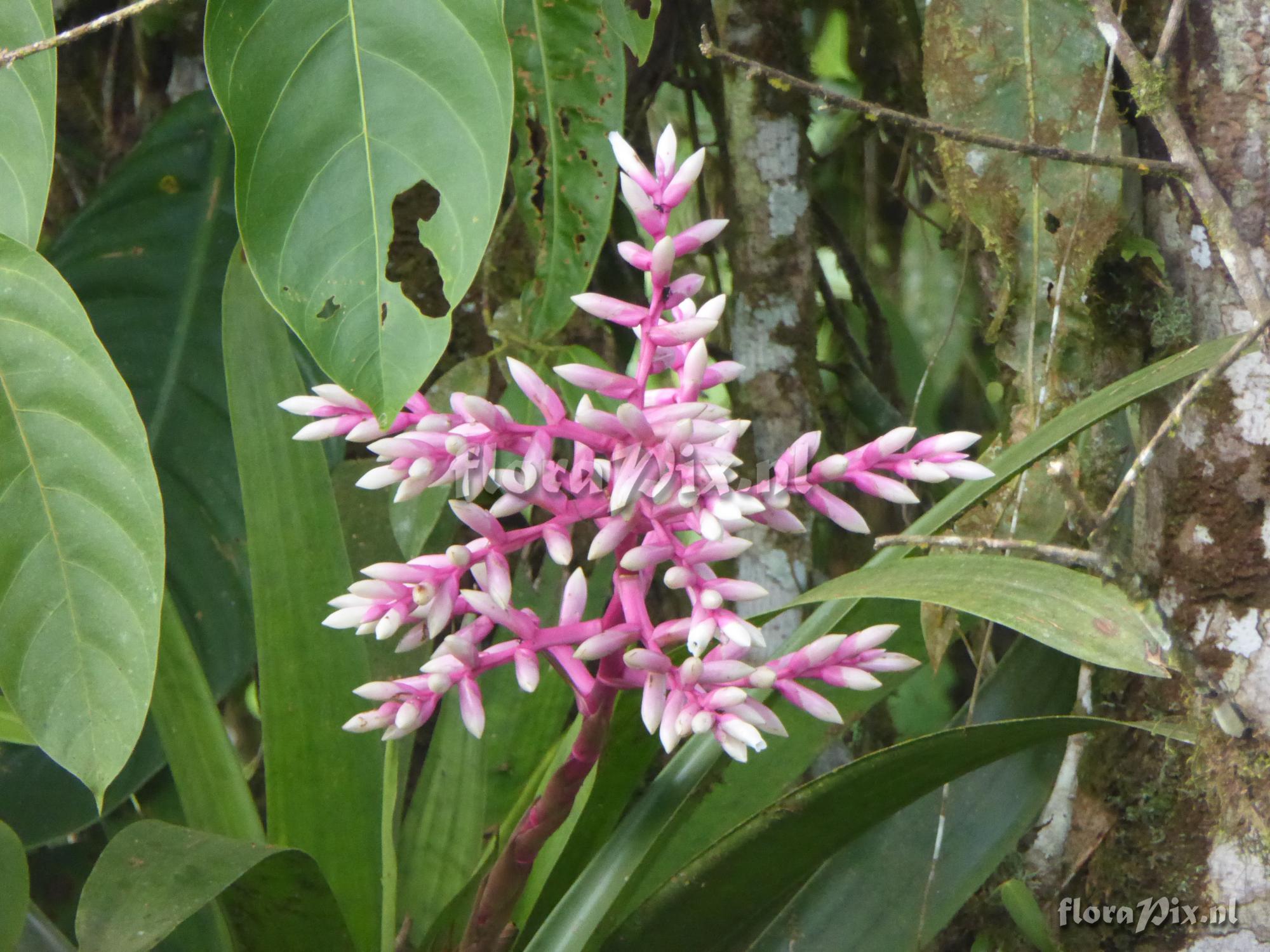 Guzmania alborosea