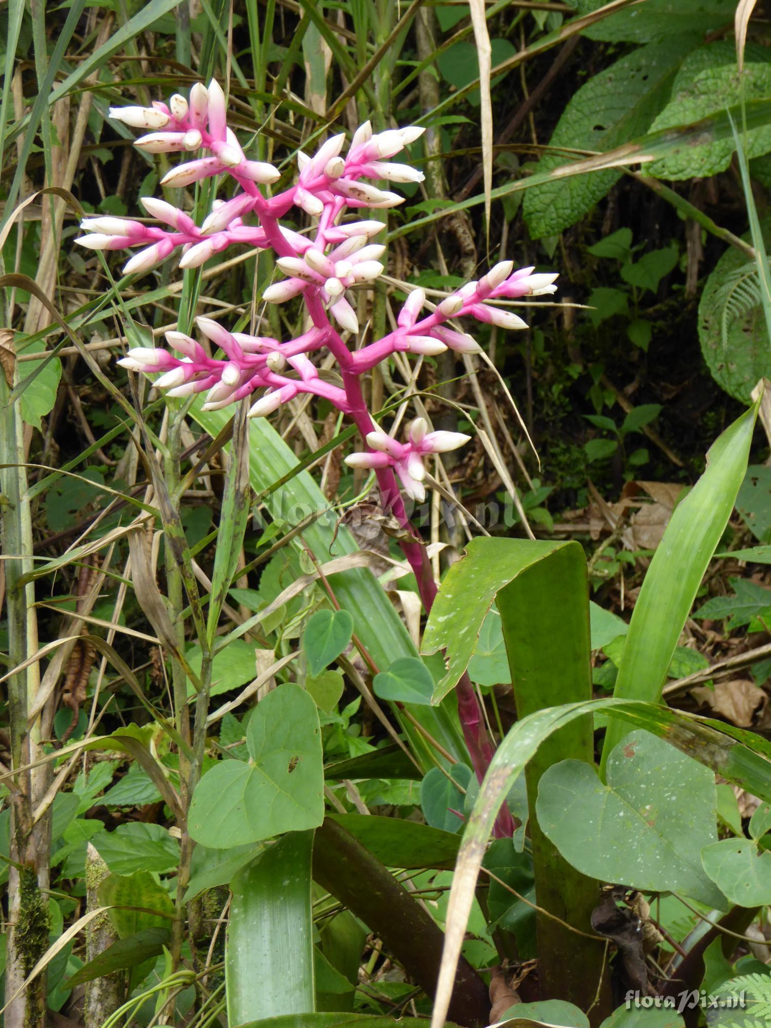 Guzmania alborosea