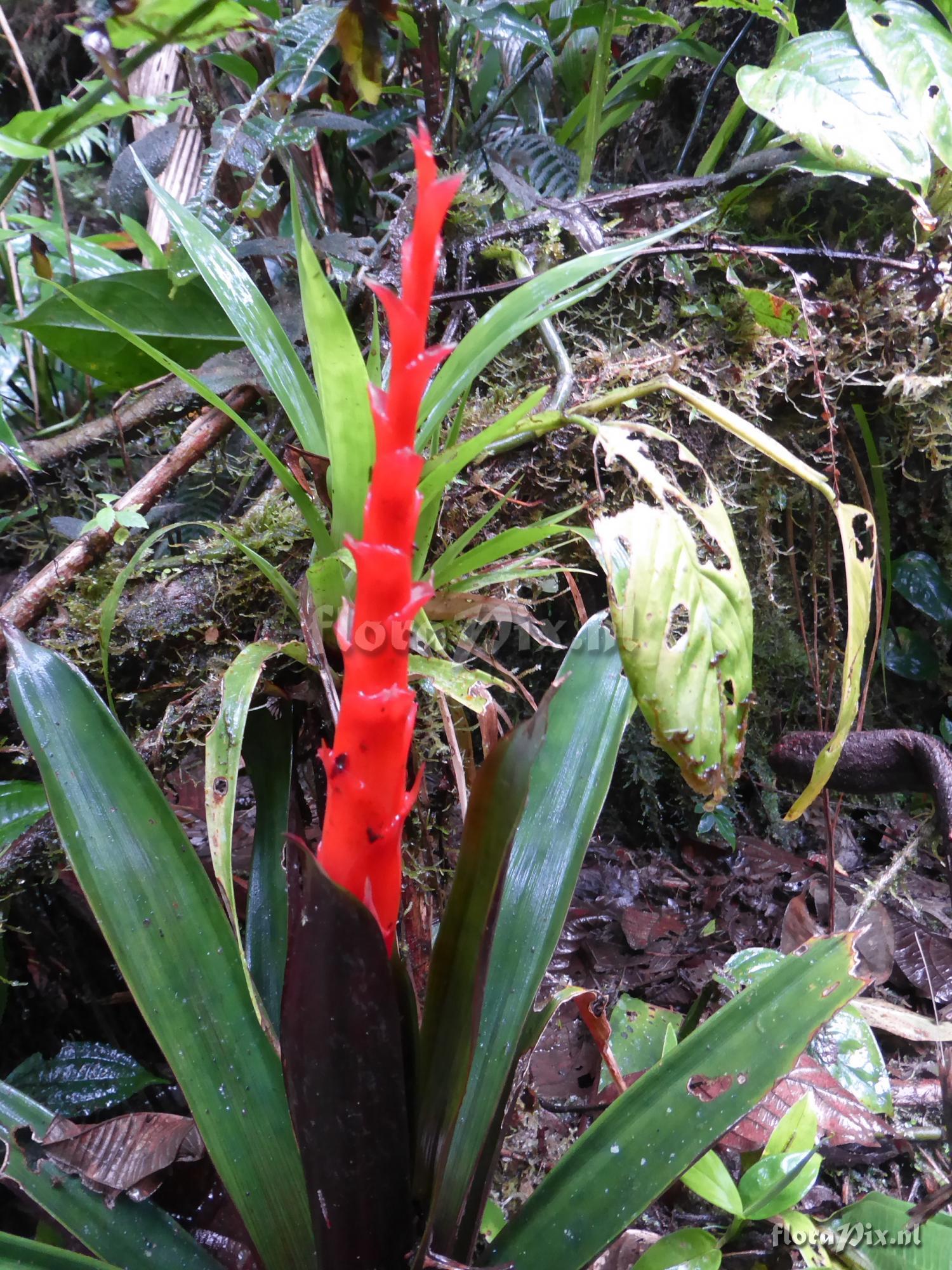 Guzmania cinnabarina