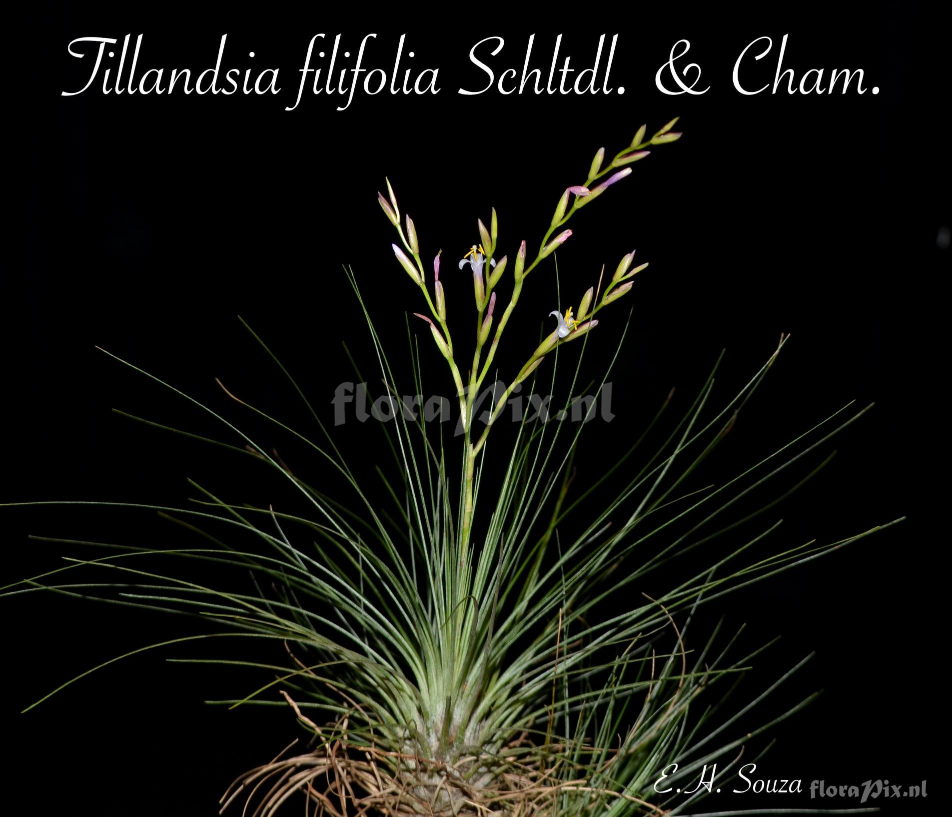 Tillandsia filifolia