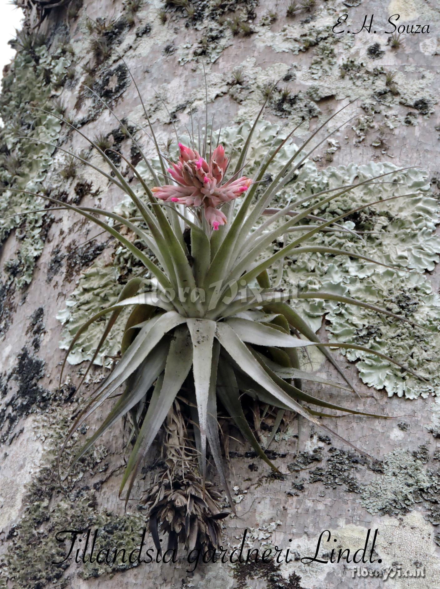 Tillandsia gardneri