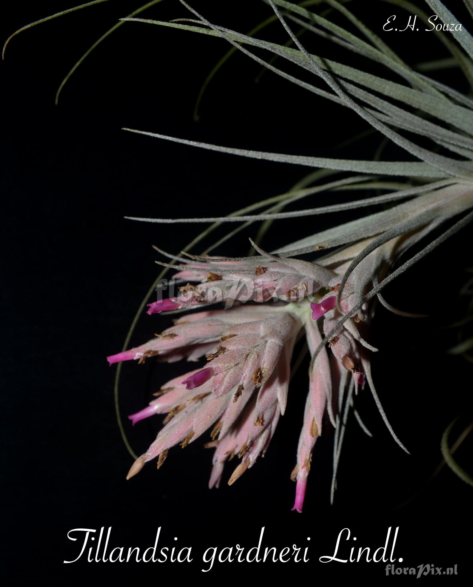 Tillandsia gardneri