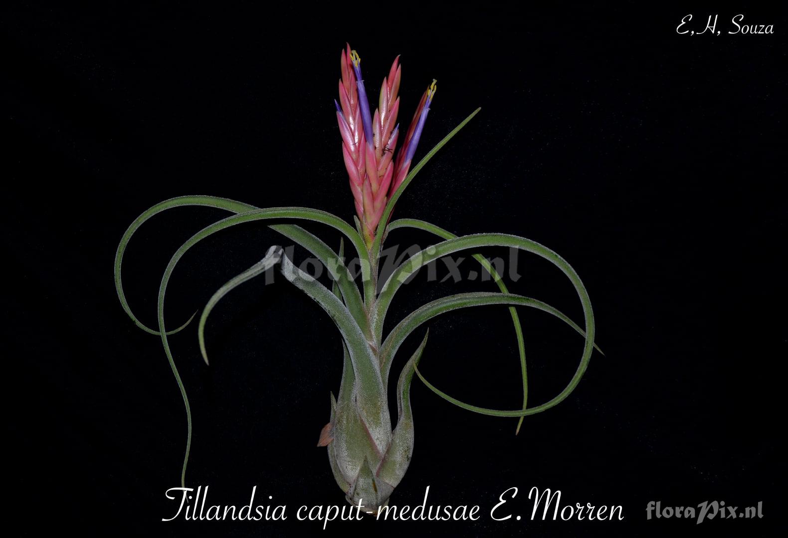 Tillandsia caputmedusae