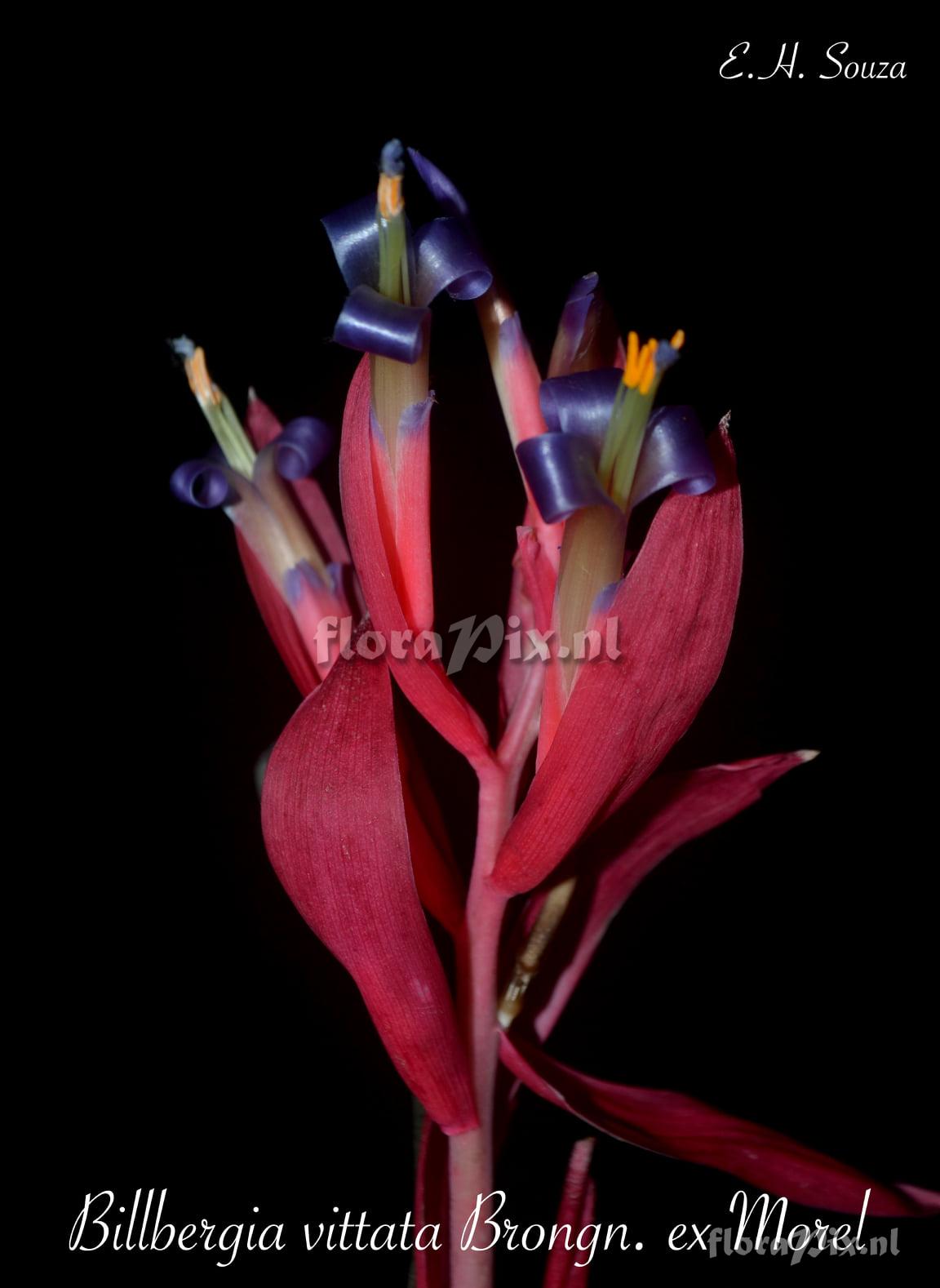 Billbergia vittata