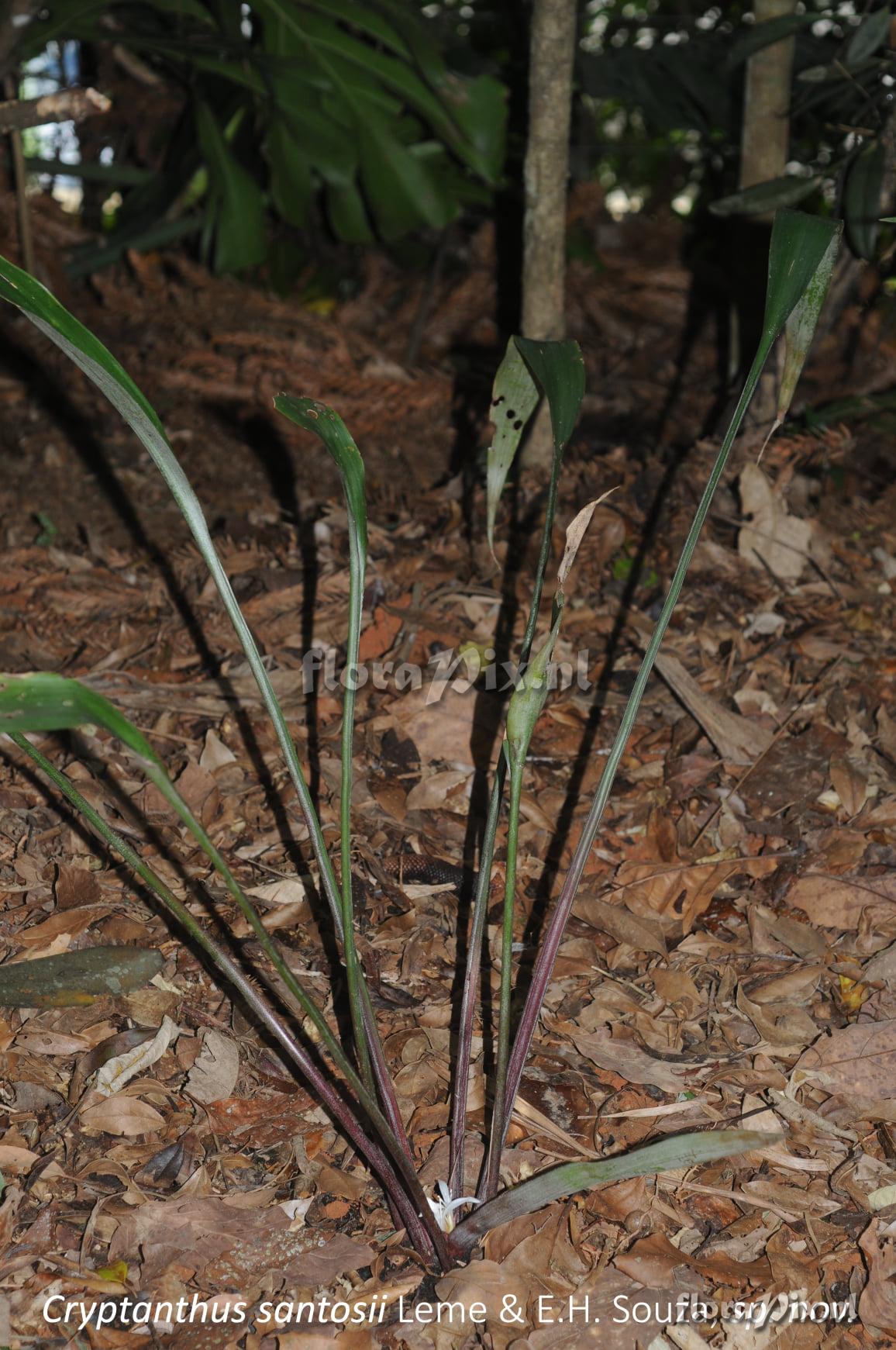 Cryptanthus santosii