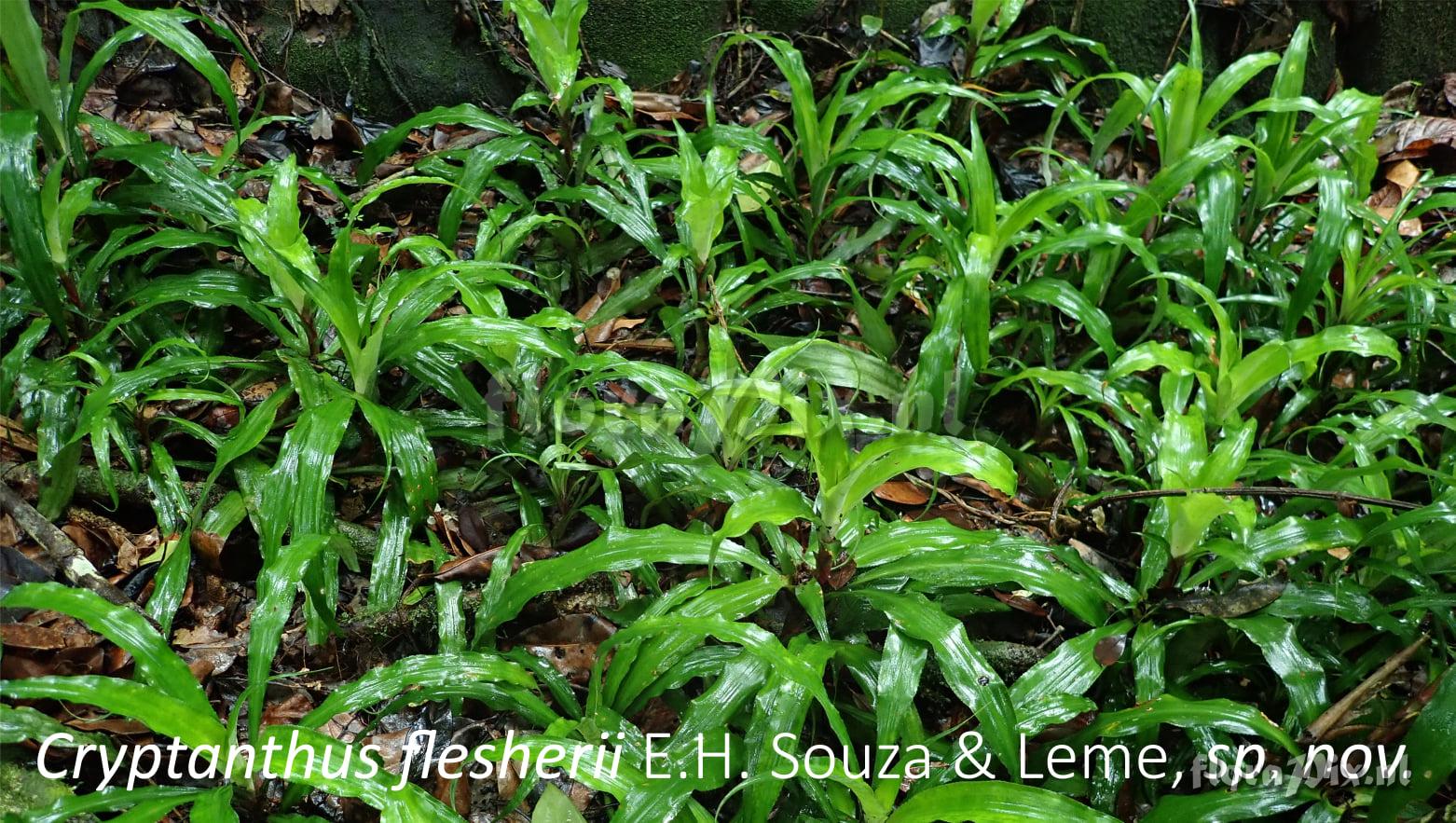 Cryptanthus flesherii