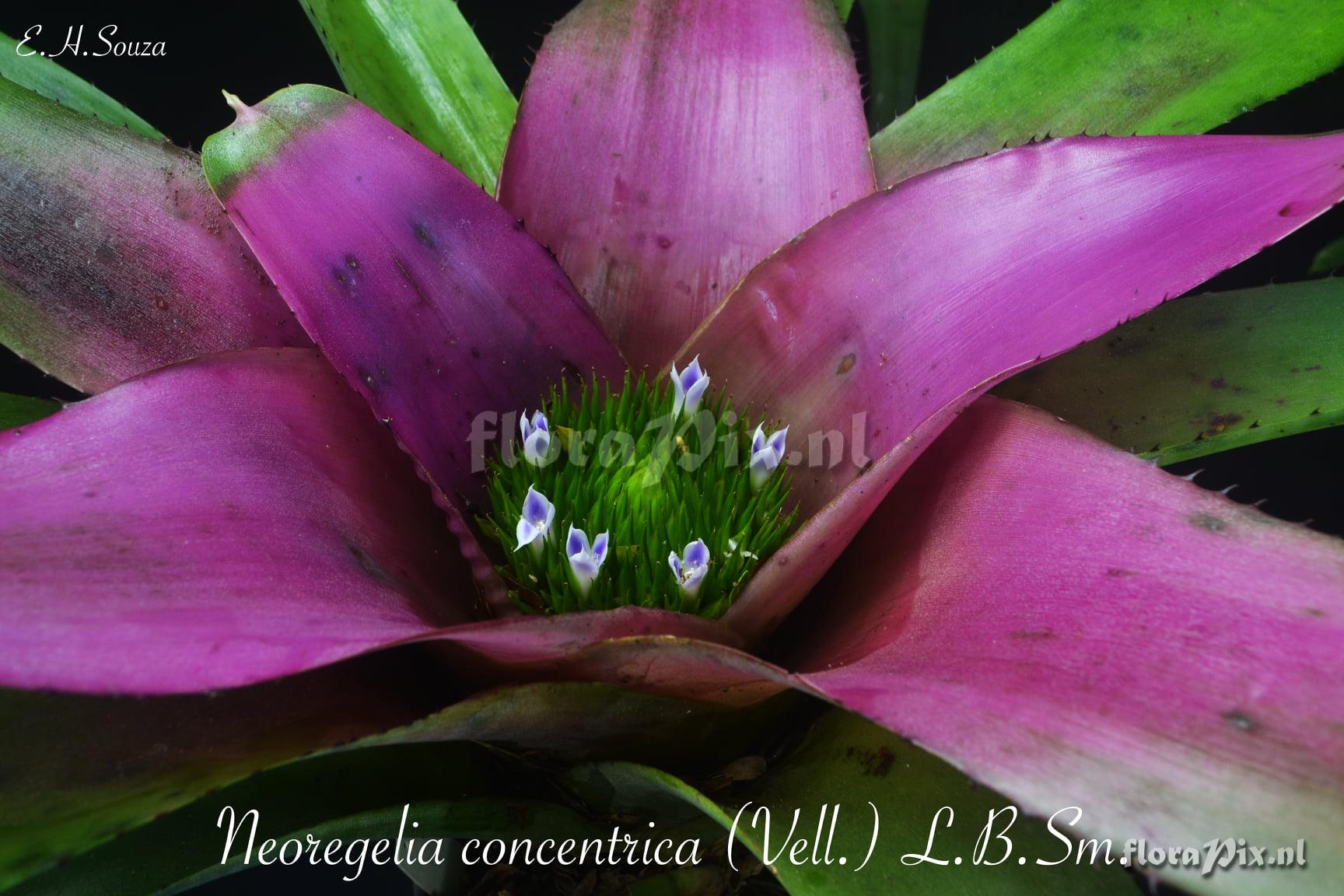 Neoregelia concentrica