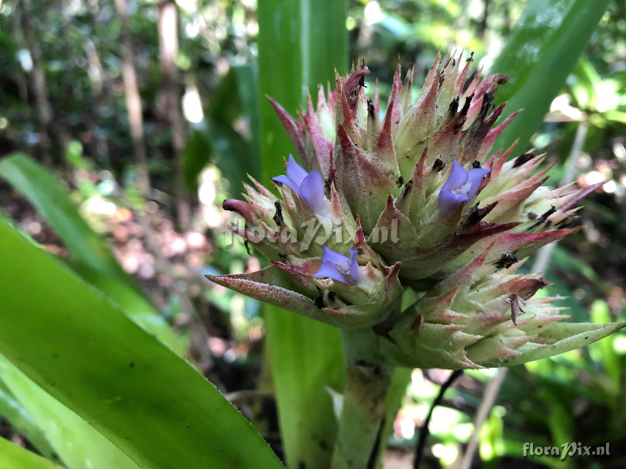 Hohenbergia nidularioides