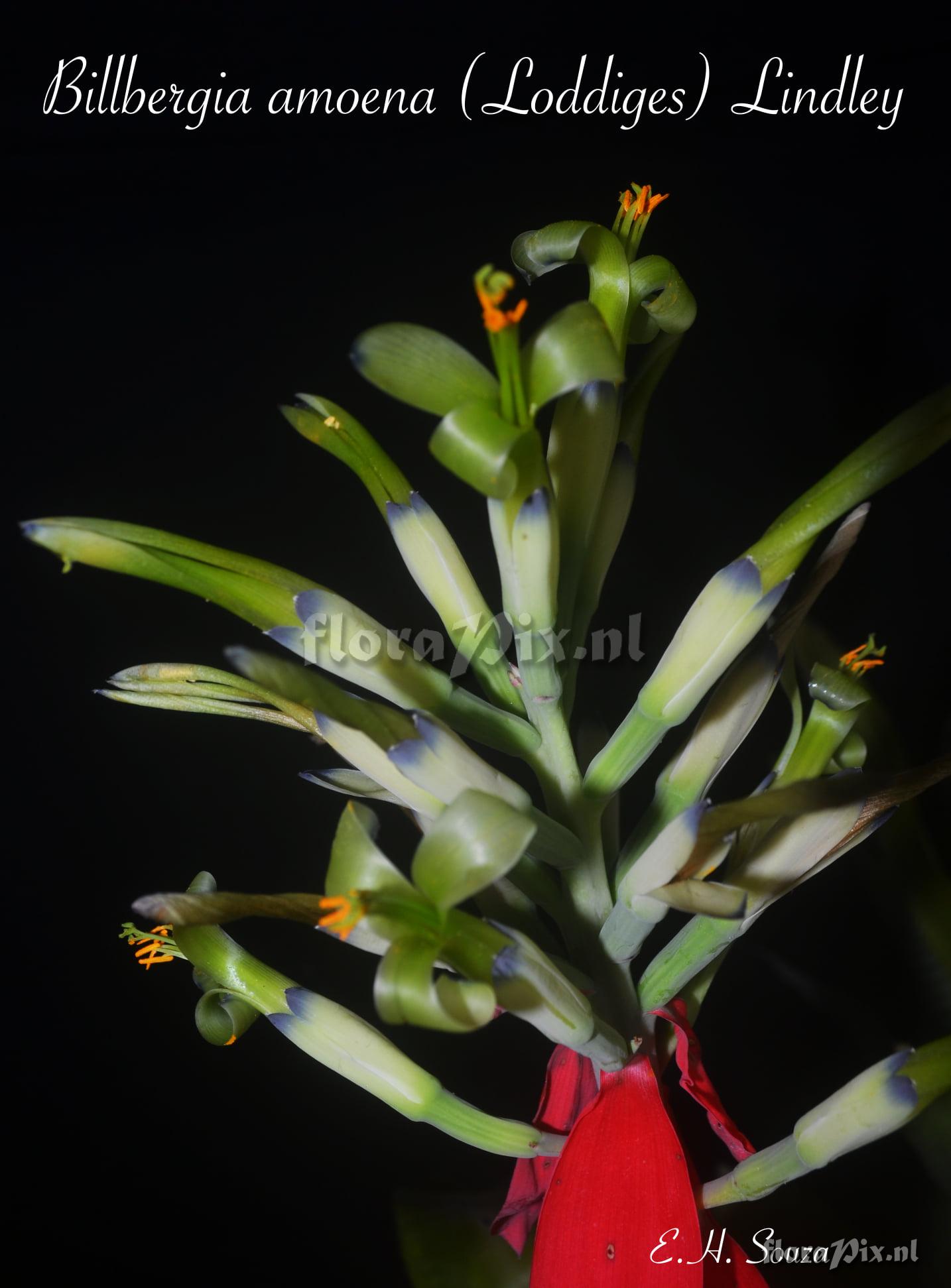 Billbergia amoena