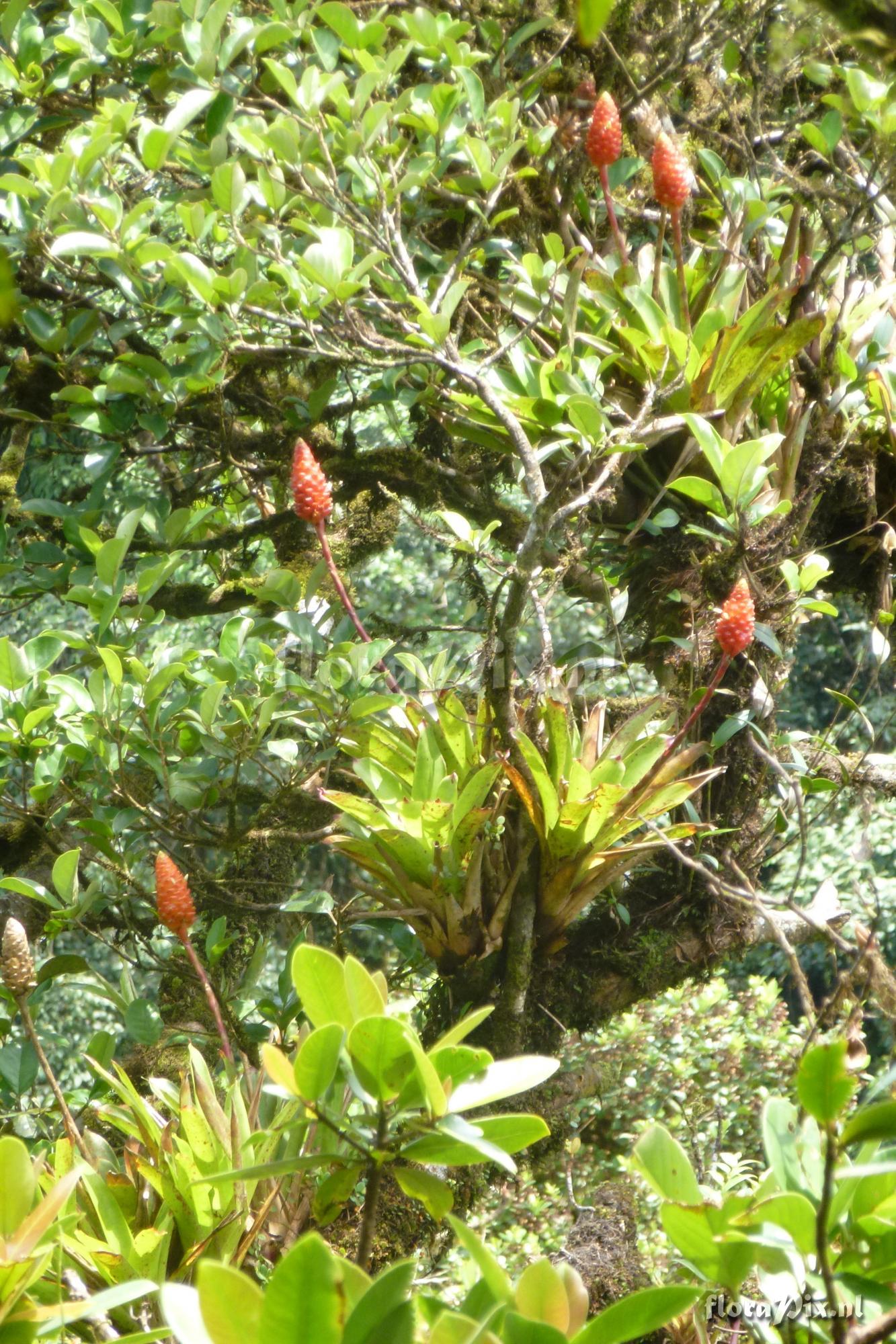 Guzmania elvallensis