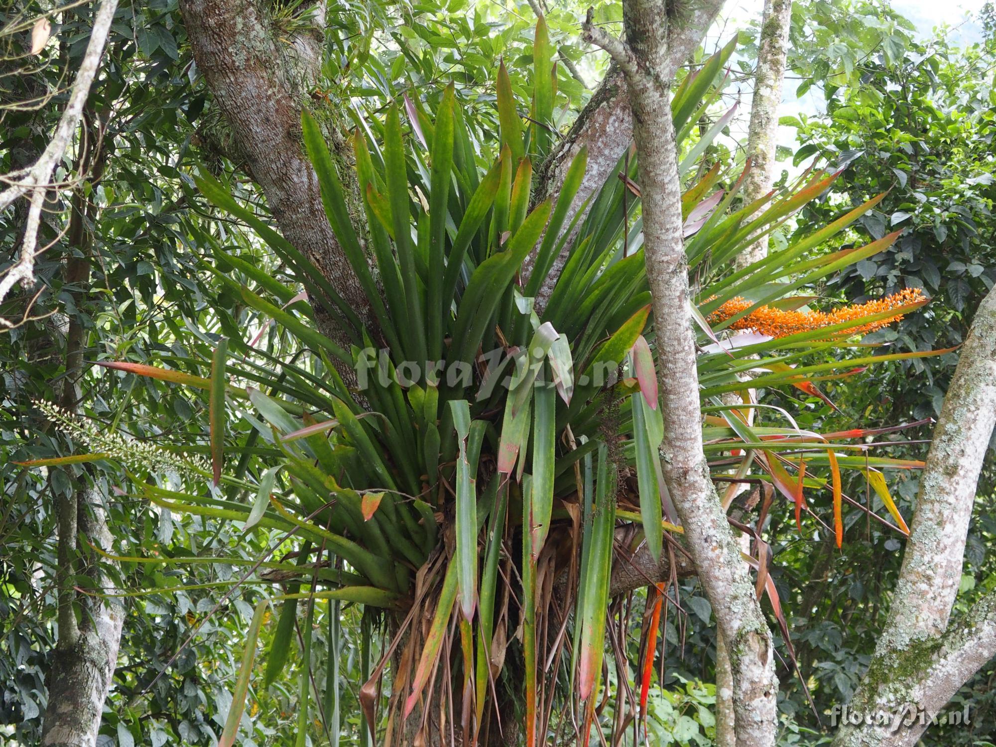 Aechmea latifolia