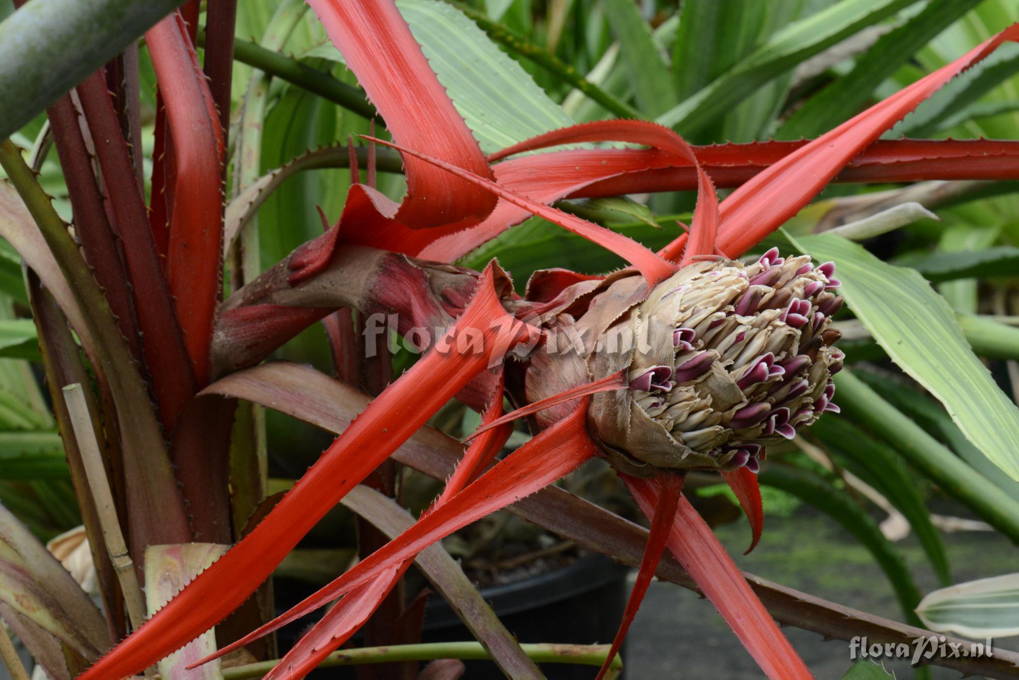 Bromelia epiphytica