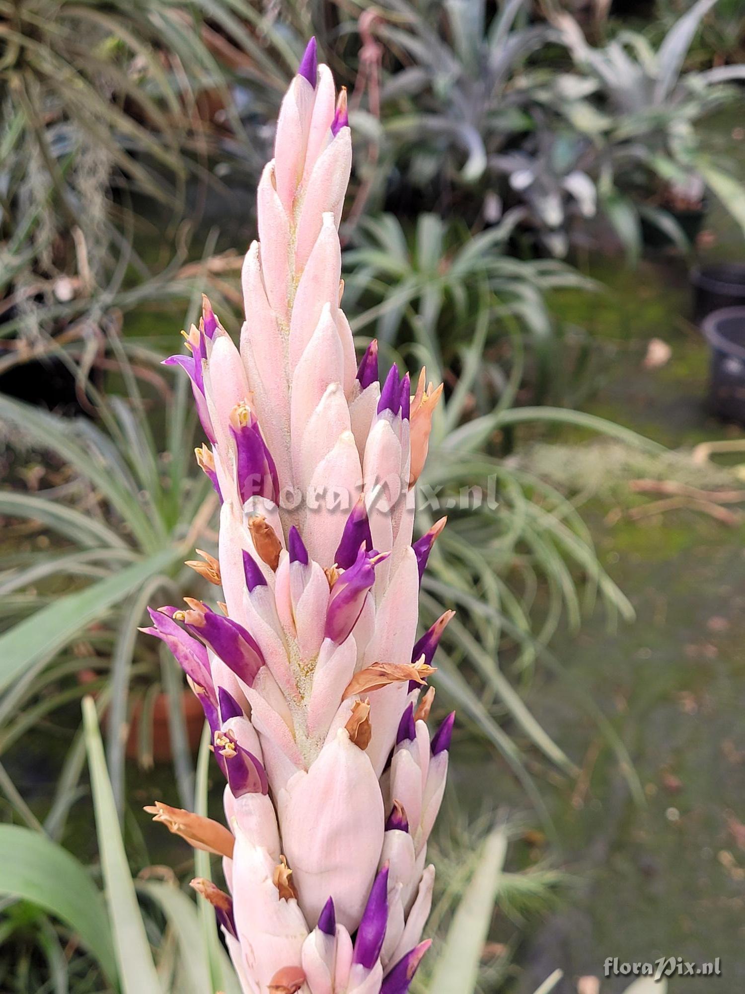 Tillandsia peruviana