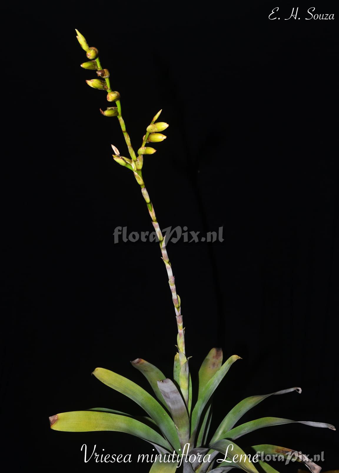 Vriesea minutiflora