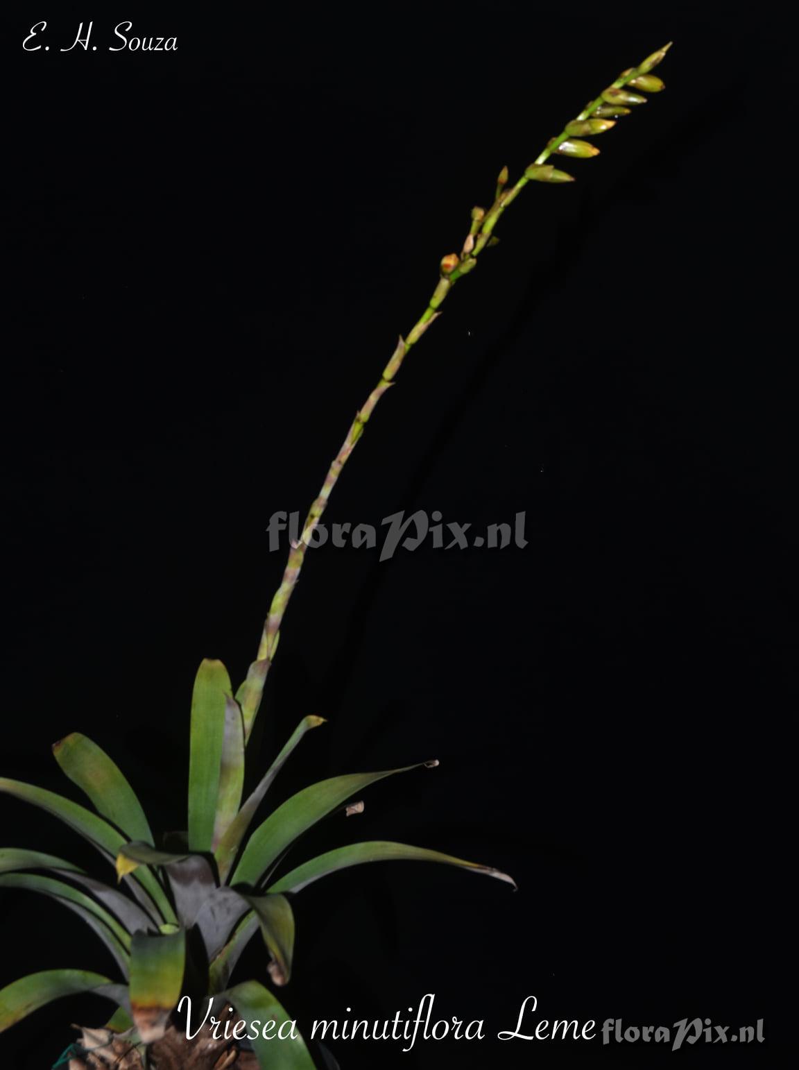 Vriesea minutiflora