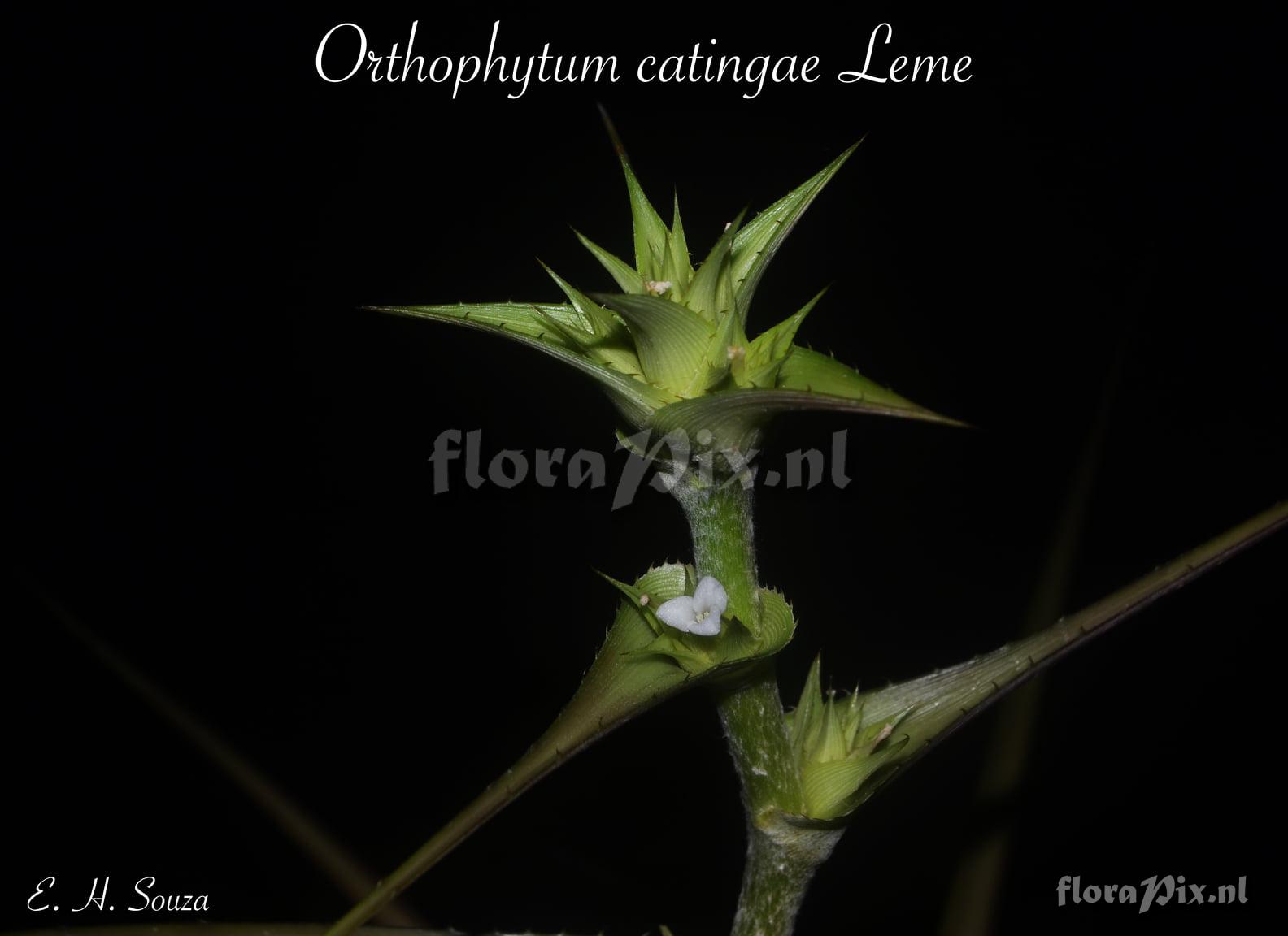 Orthophytum catingae